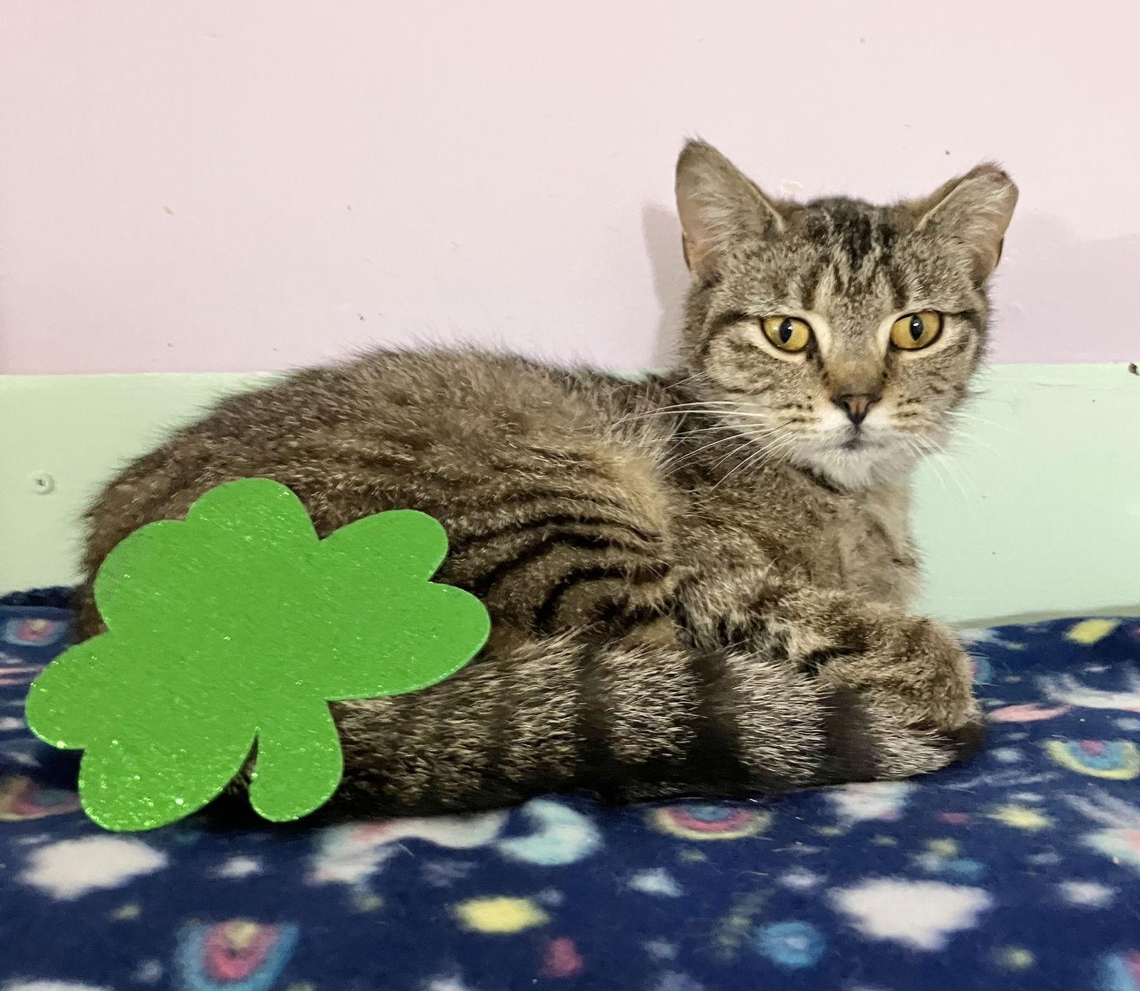 Tora — thumbnail 2