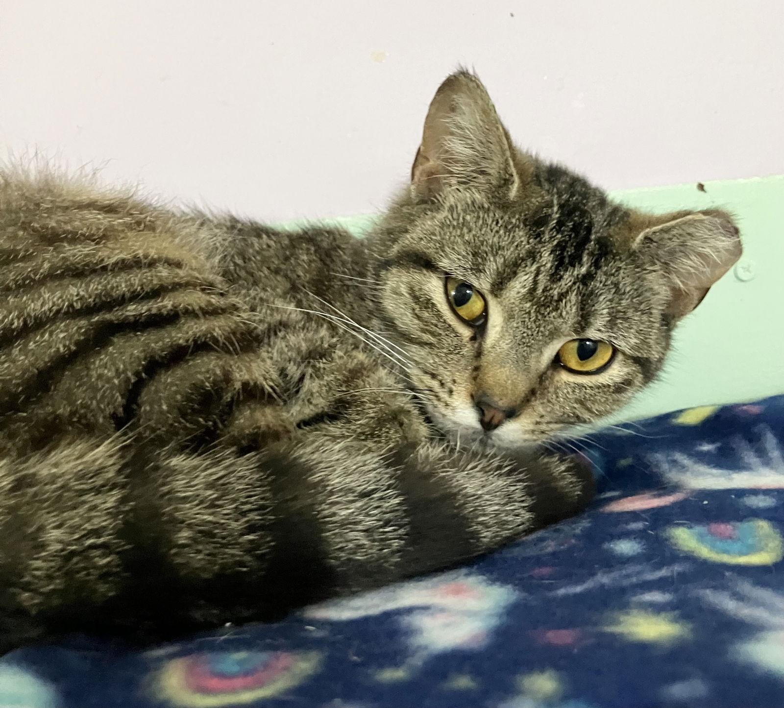 Tora — thumbnail 3