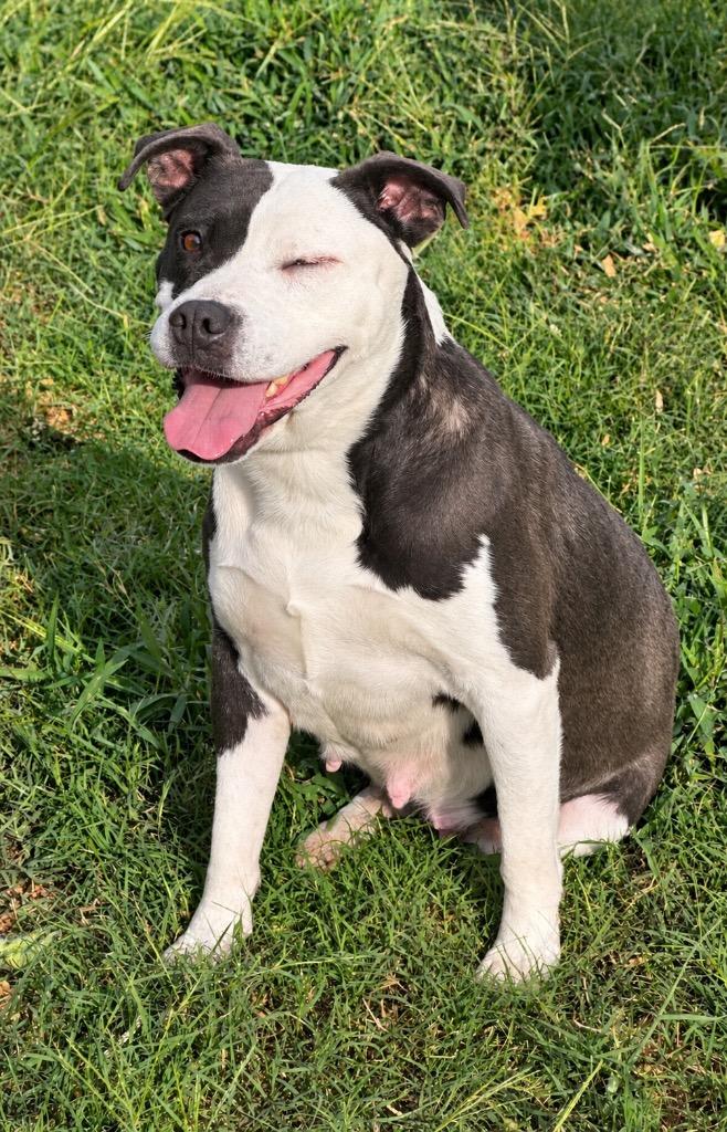 Enlarge Momita, a Adoptable mixed breed in Princeton, MA image 1/5