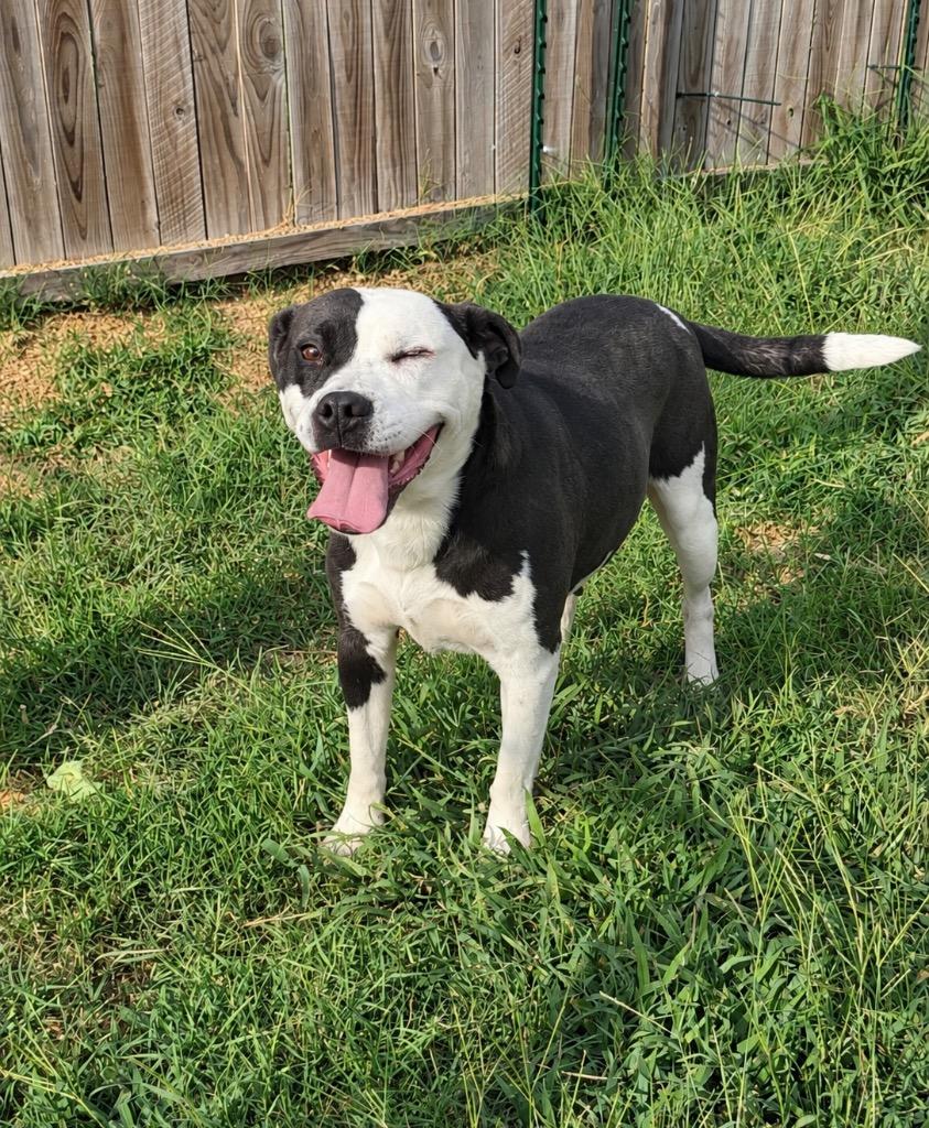 Enlarge Momita, a Adoptable mixed breed in Princeton, MA image 2/5