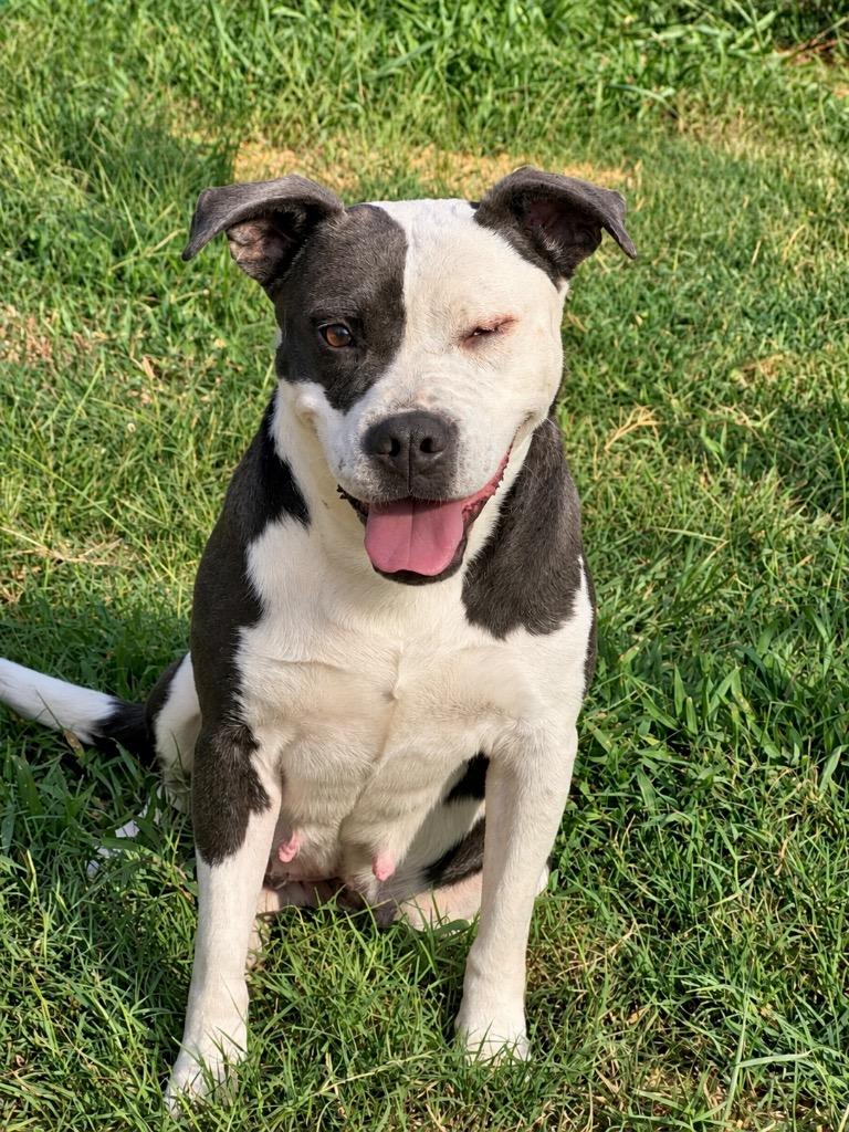 Enlarge Momita, a Adoptable mixed breed in Princeton, MA image 3/5