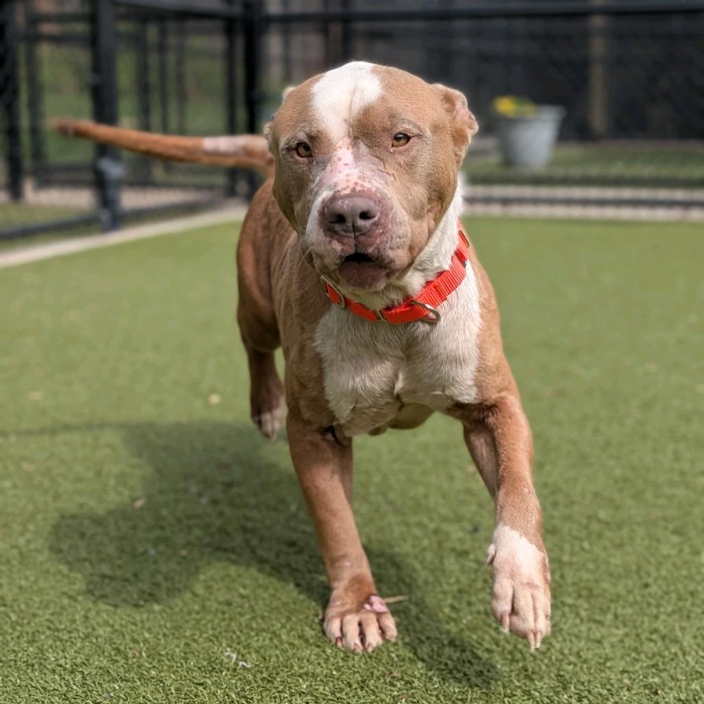 Enlarge Crouton, a Adoptable Pit Bull Terrier in Greensboro, NC image 1/6