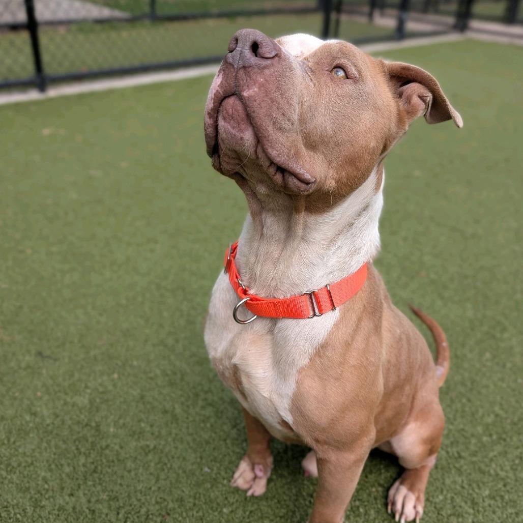 Enlarge Crouton, a Adoptable Pit Bull Terrier in Greensboro, NC image 2/6