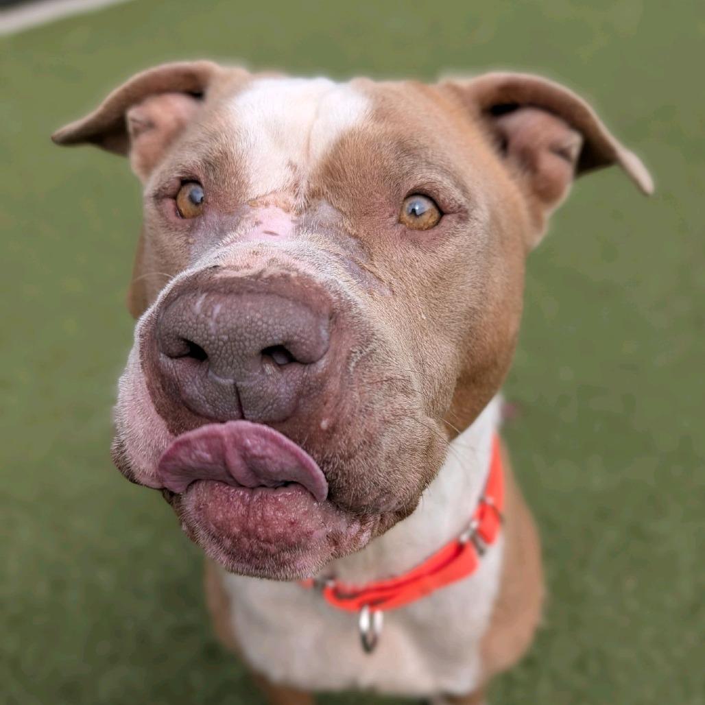 Enlarge Crouton, a Adoptable Pit Bull Terrier in Greensboro, NC image 3/6
