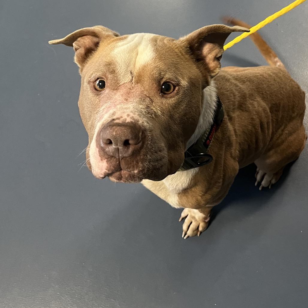 Enlarge Crouton, a Adoptable Pit Bull Terrier in Greensboro, NC image 4/6