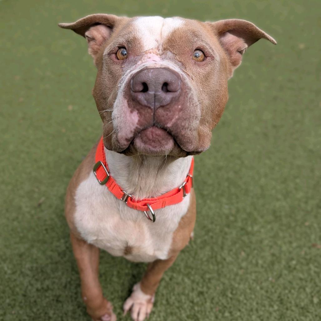 Enlarge Crouton, a Adoptable Pit Bull Terrier in Greensboro, NC image 5/6