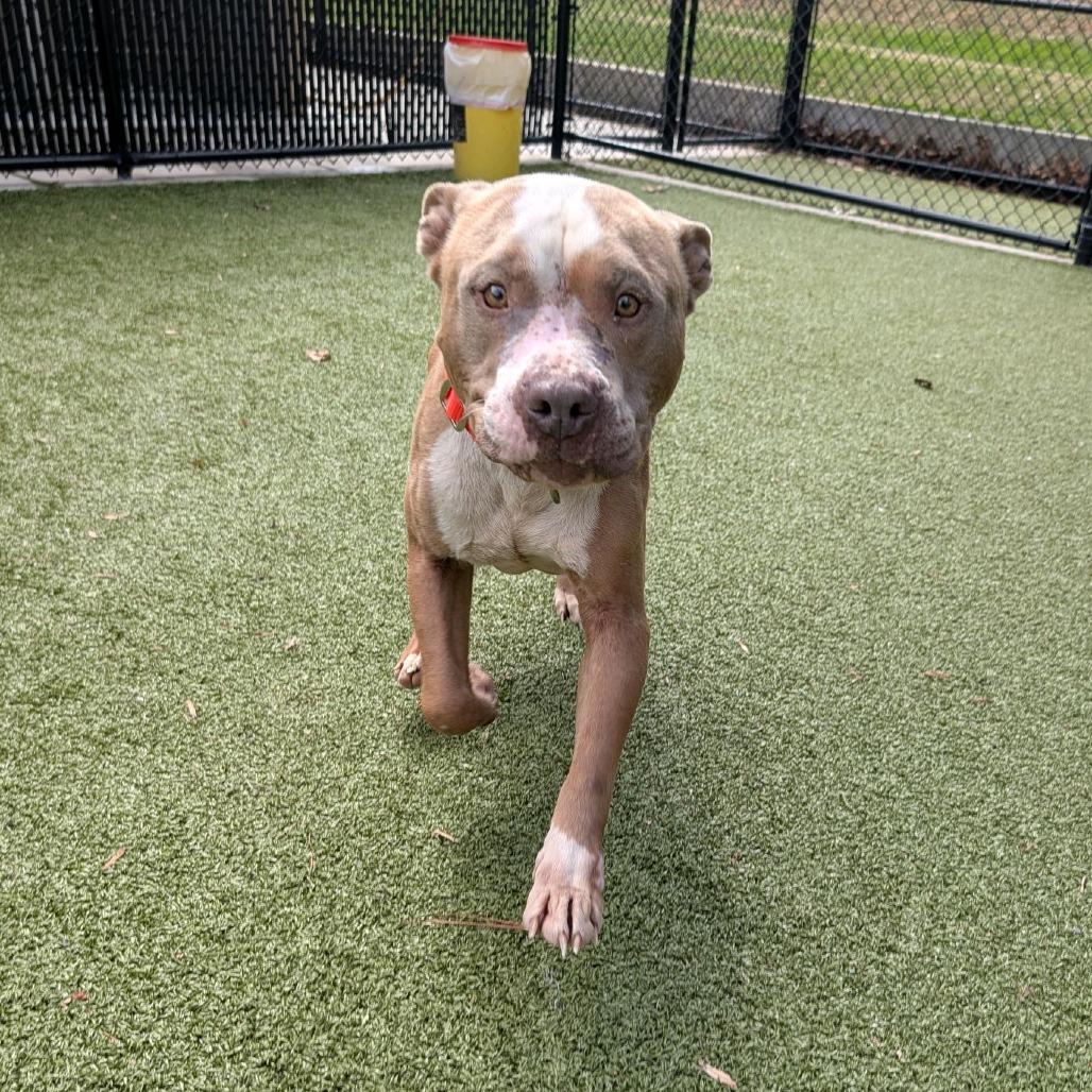 Enlarge Crouton, a Adoptable Pit Bull Terrier in Greensboro, NC image 6/6