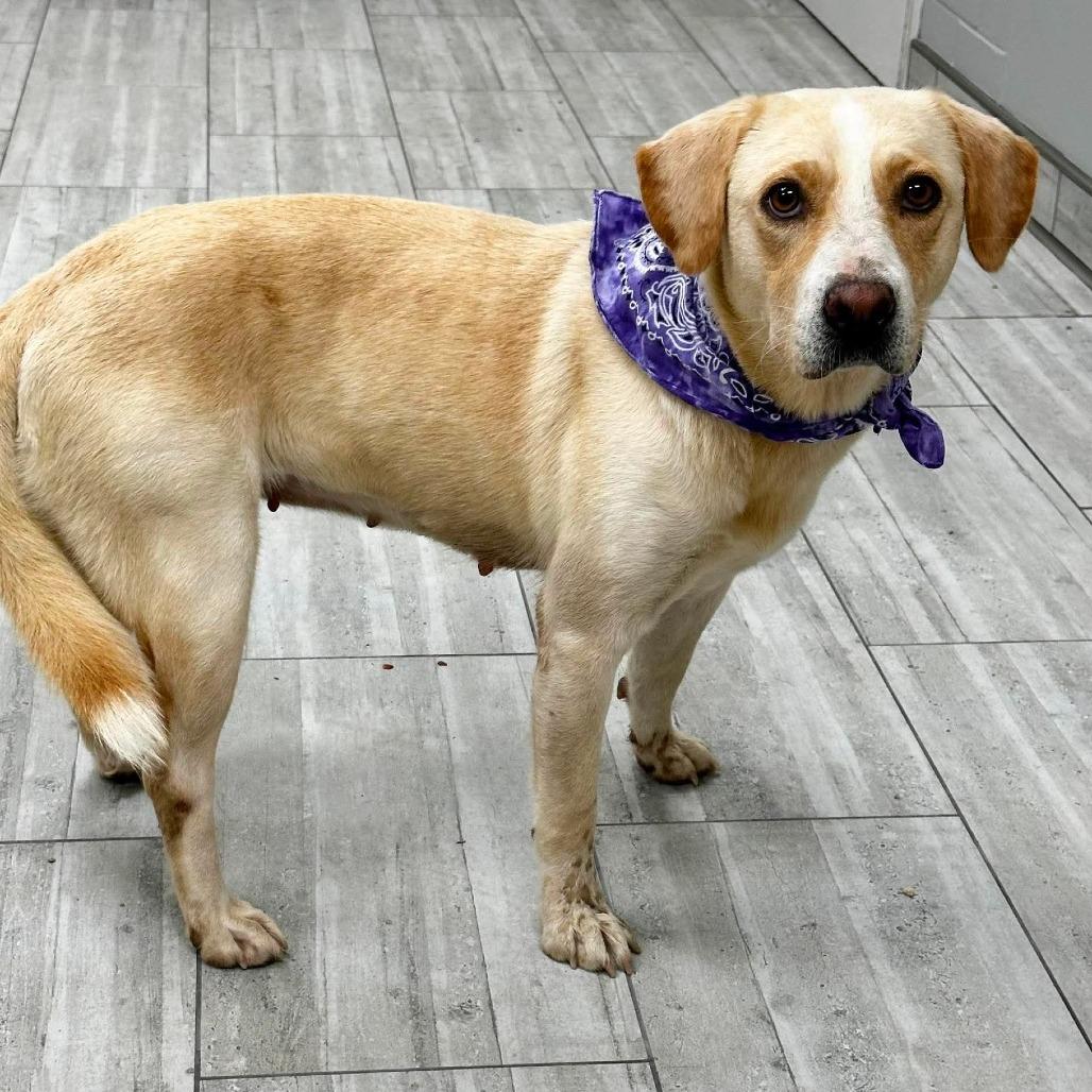 Kali, Adoptable, Adult Female Labrador Retriever.