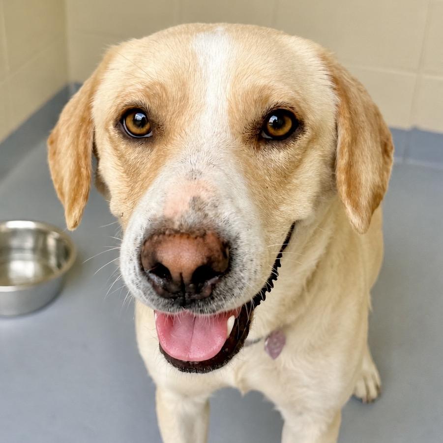 Enlarge Kali, a Adoptable Labrador Retriever in Lufkin, TX image 2/6