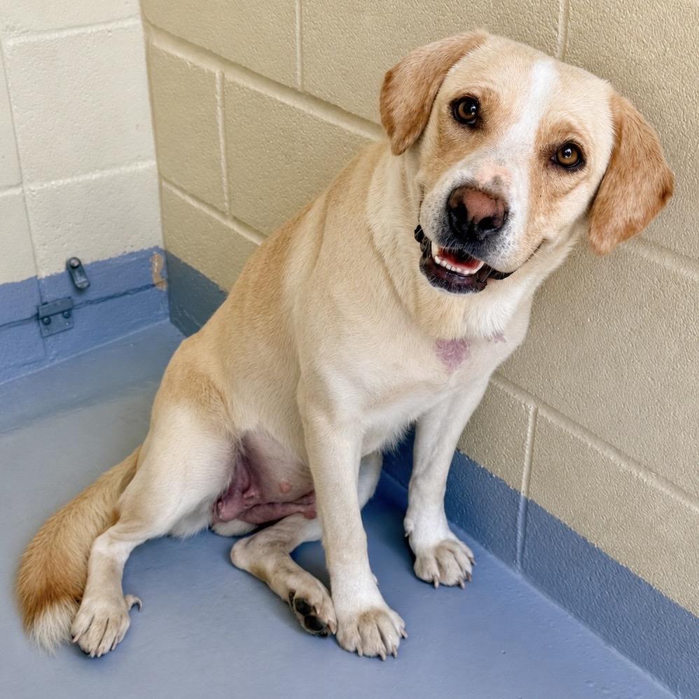 Enlarge Kali, a Adoptable Labrador Retriever in Lufkin, TX image 3/6