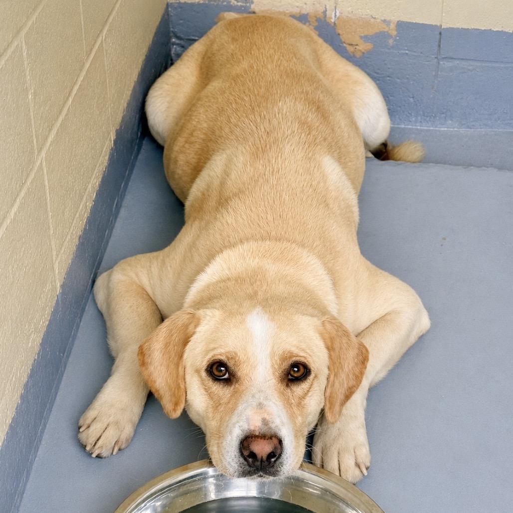 Enlarge Kali, a Adoptable Labrador Retriever in Lufkin, TX image 4/6