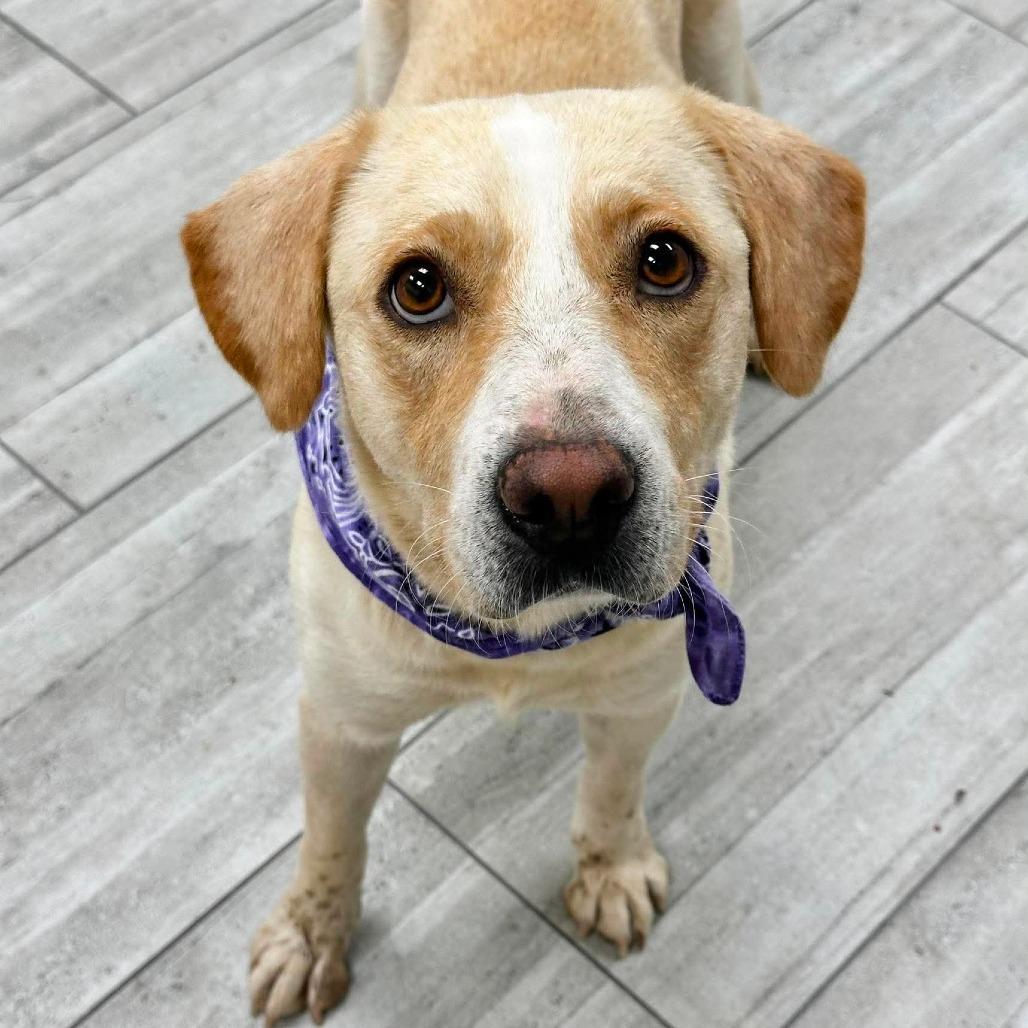 Enlarge Kali, a Adoptable Labrador Retriever in Lufkin, TX image 5/6