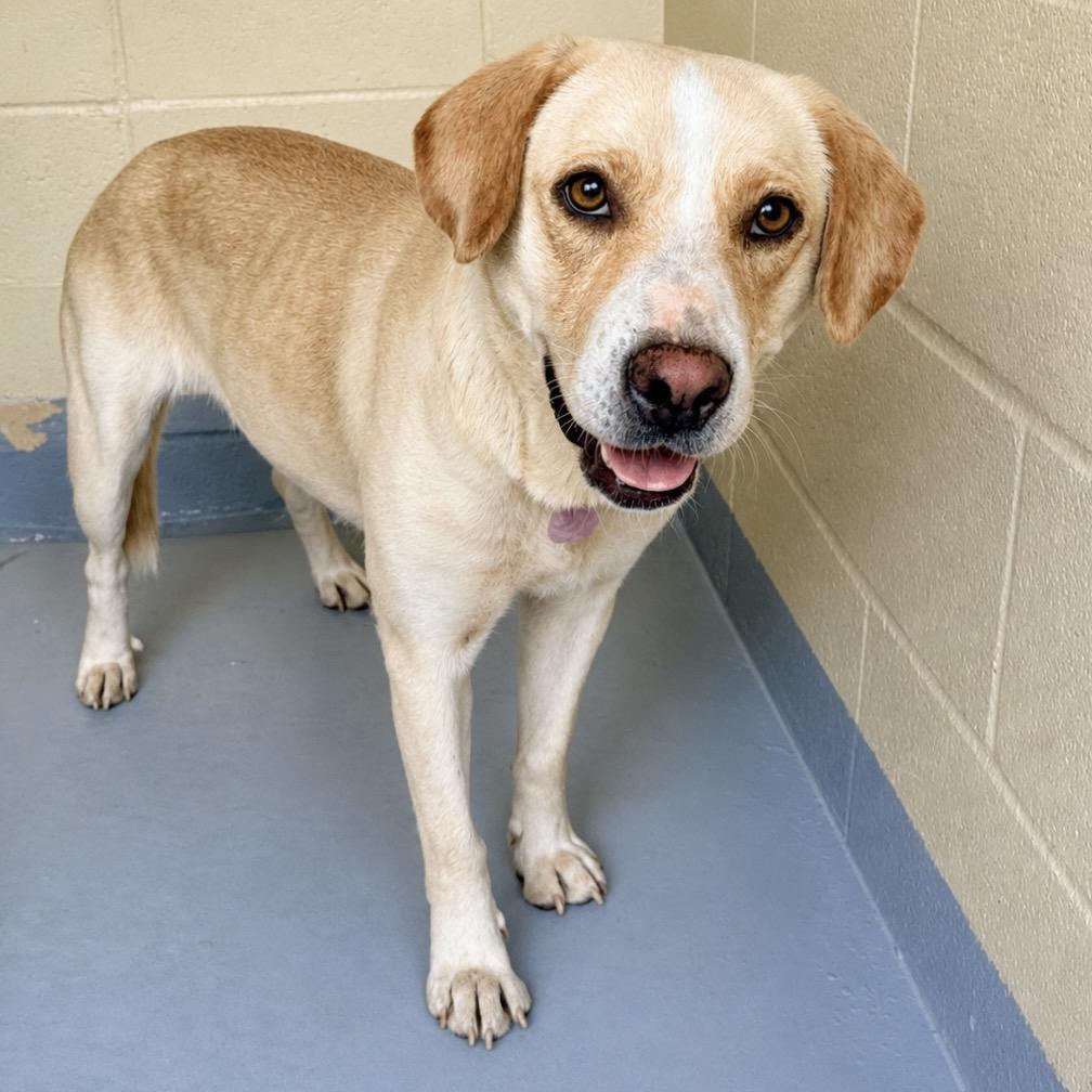 Enlarge Kali, a Adoptable Labrador Retriever in Lufkin, TX image 6/6