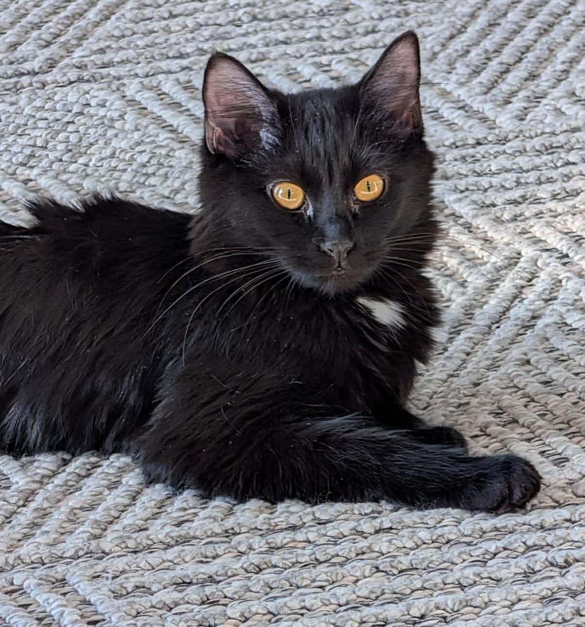 Cats & Kittens for Adoption in Lennox, SD | Petfinder