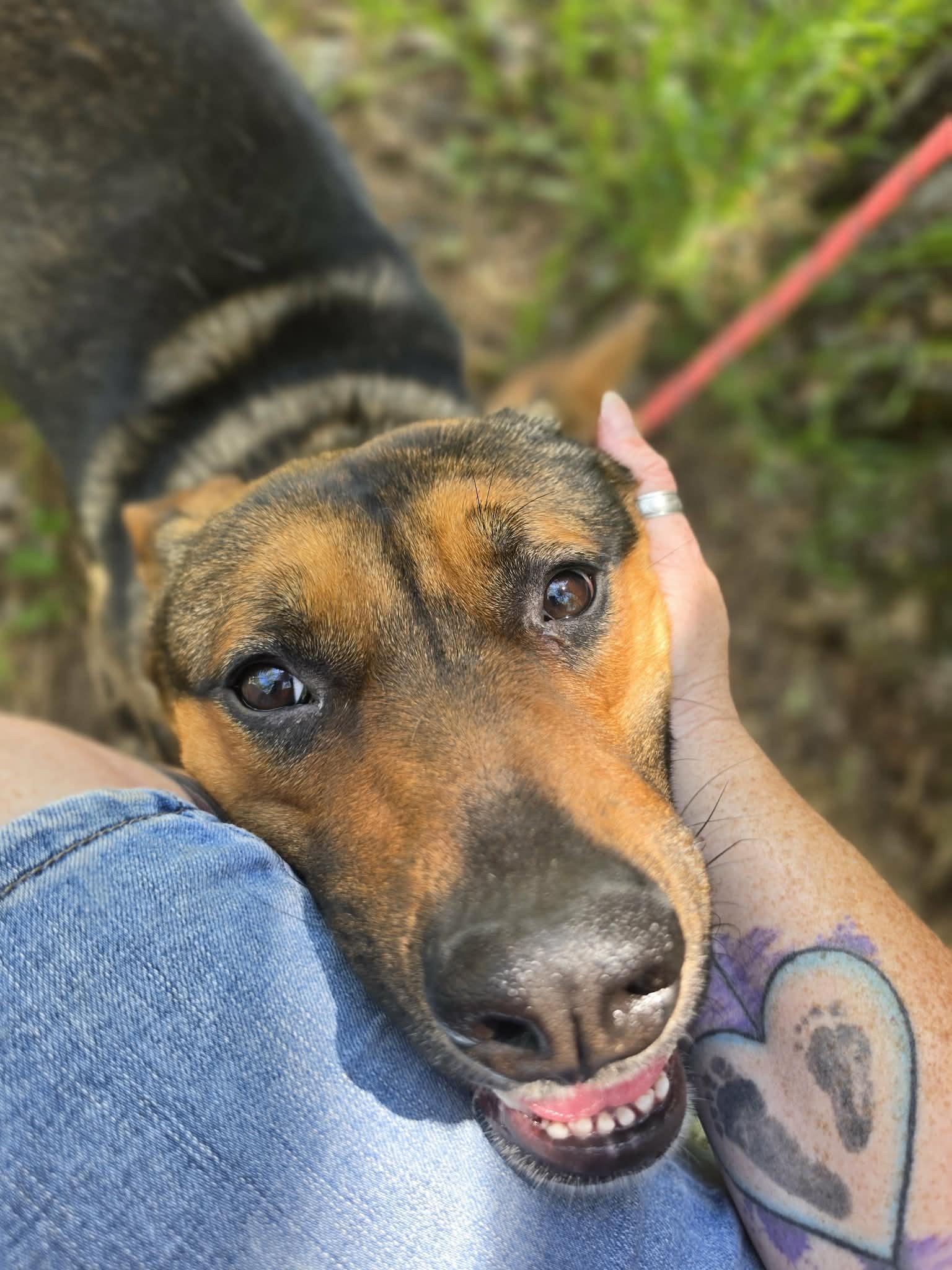Enlarge Hercules, a ADOPTABLE mixed breed in Grants Pass, OR image 4/6