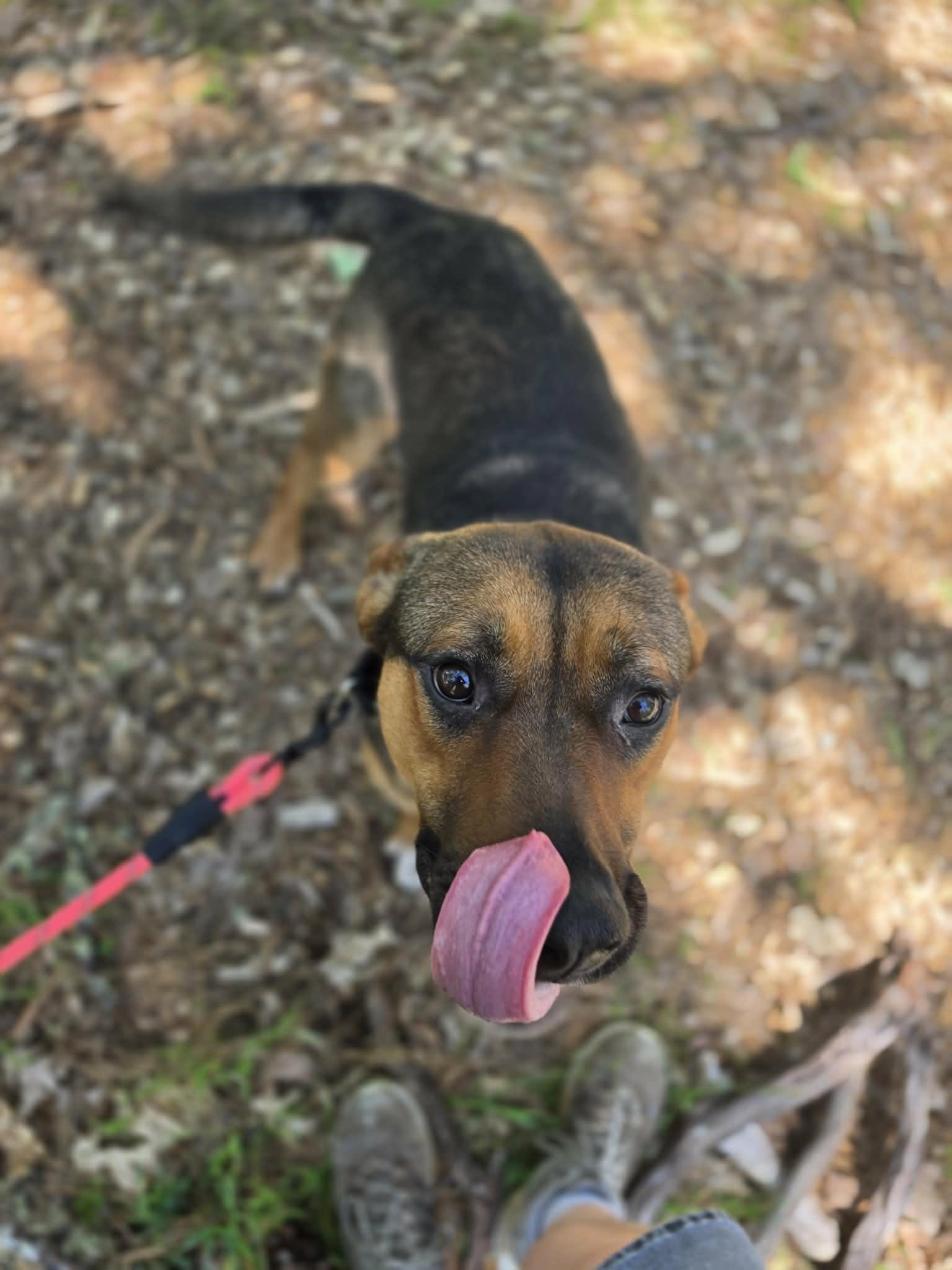 Enlarge Hercules, a ADOPTABLE mixed breed in Grants Pass, OR image 6/6