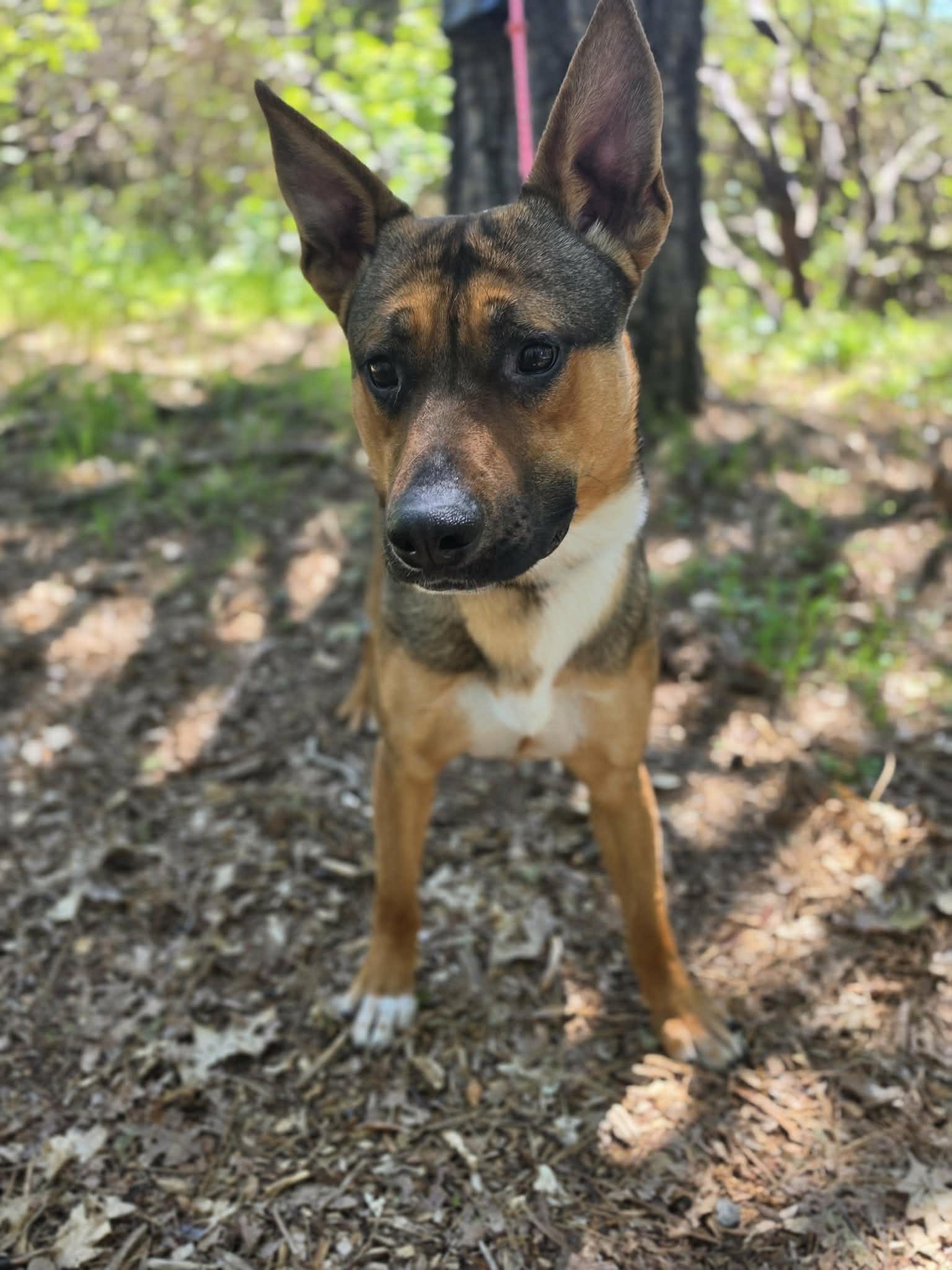 Hercules, ADOPTABLE, Young Male German Shepherd Dog.