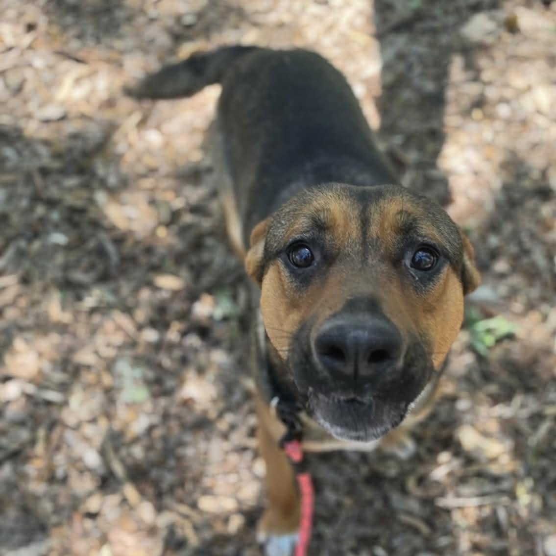 Enlarge Hercules, a ADOPTABLE mixed breed in Grants Pass, OR image 5/6