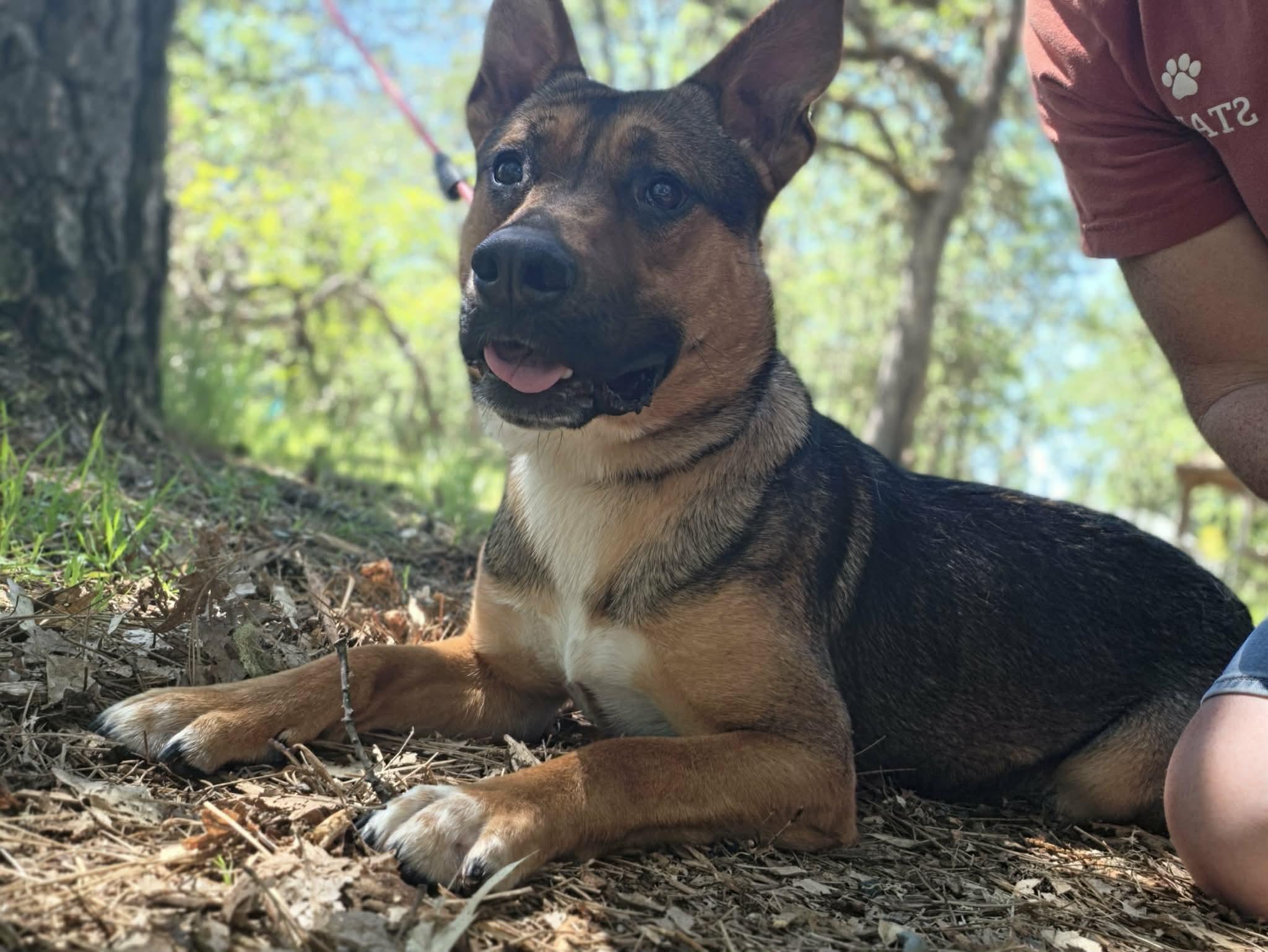 Enlarge Hercules, a ADOPTABLE mixed breed in Grants Pass, OR image 2/6