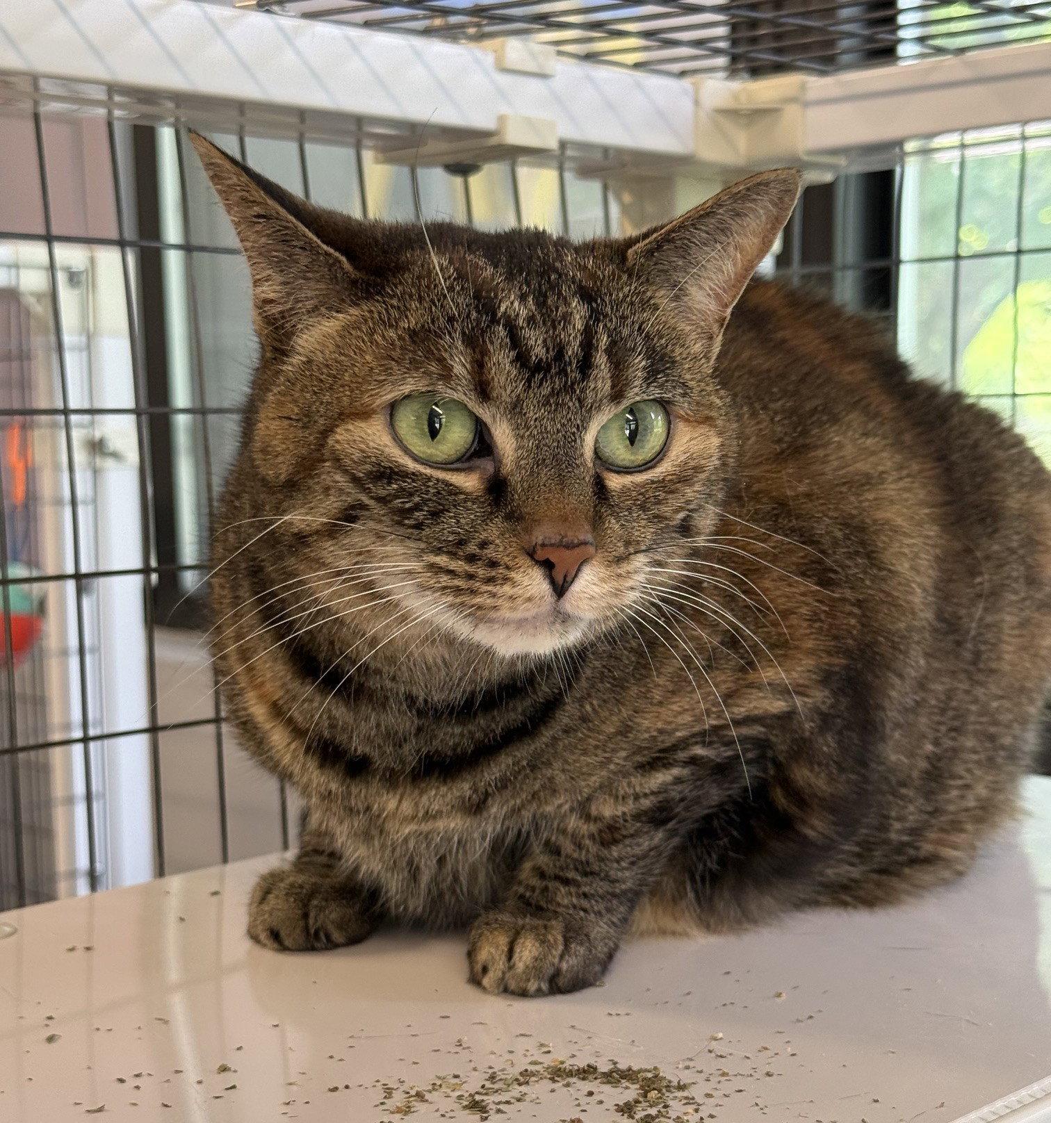 Dixie, Adoptable, Adult Female Domestic Short Hair.