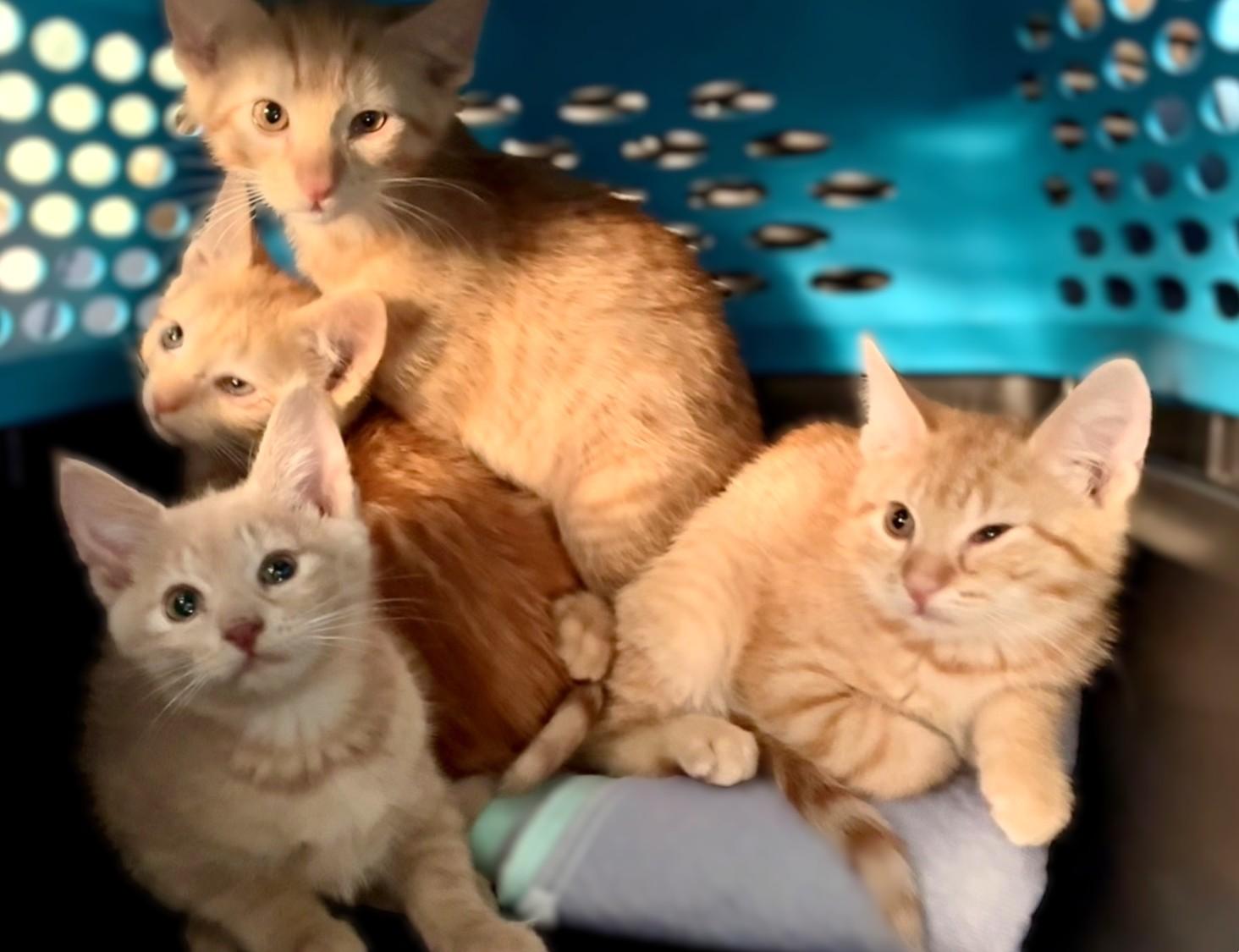 London, Adoptable, Kitten Male Domestic Short Hair.