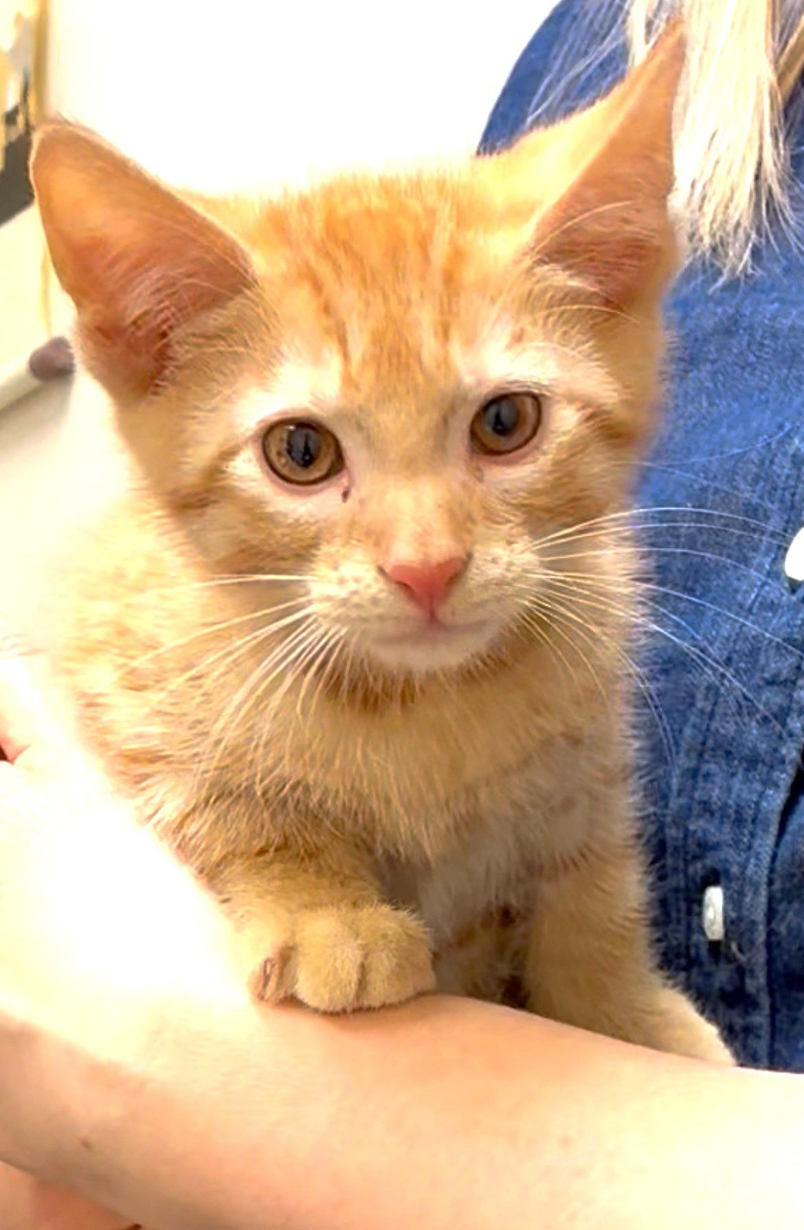 London, a Adoptable Domestic Short Hair in Great Neck, NY image 2/6