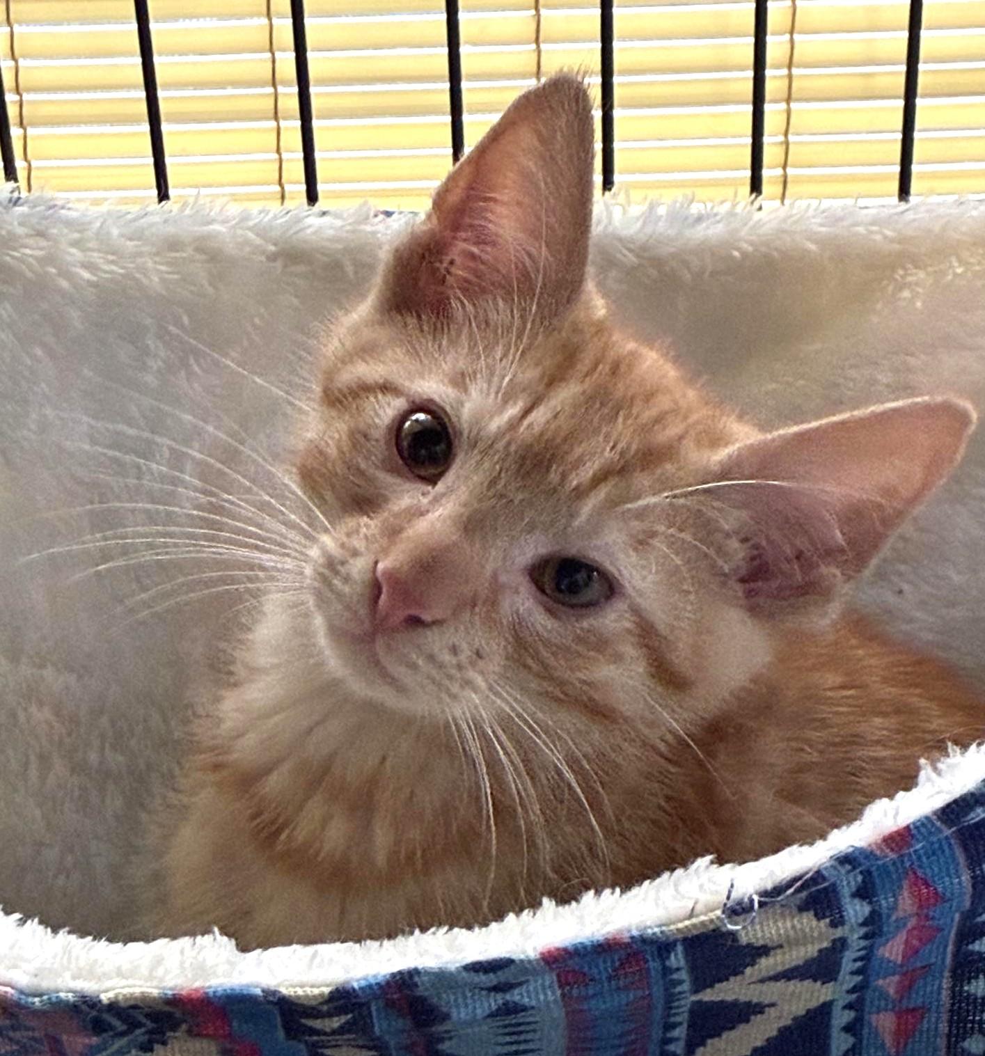 London, a Adoptable Domestic Short Hair in Great Neck, NY image 3/6