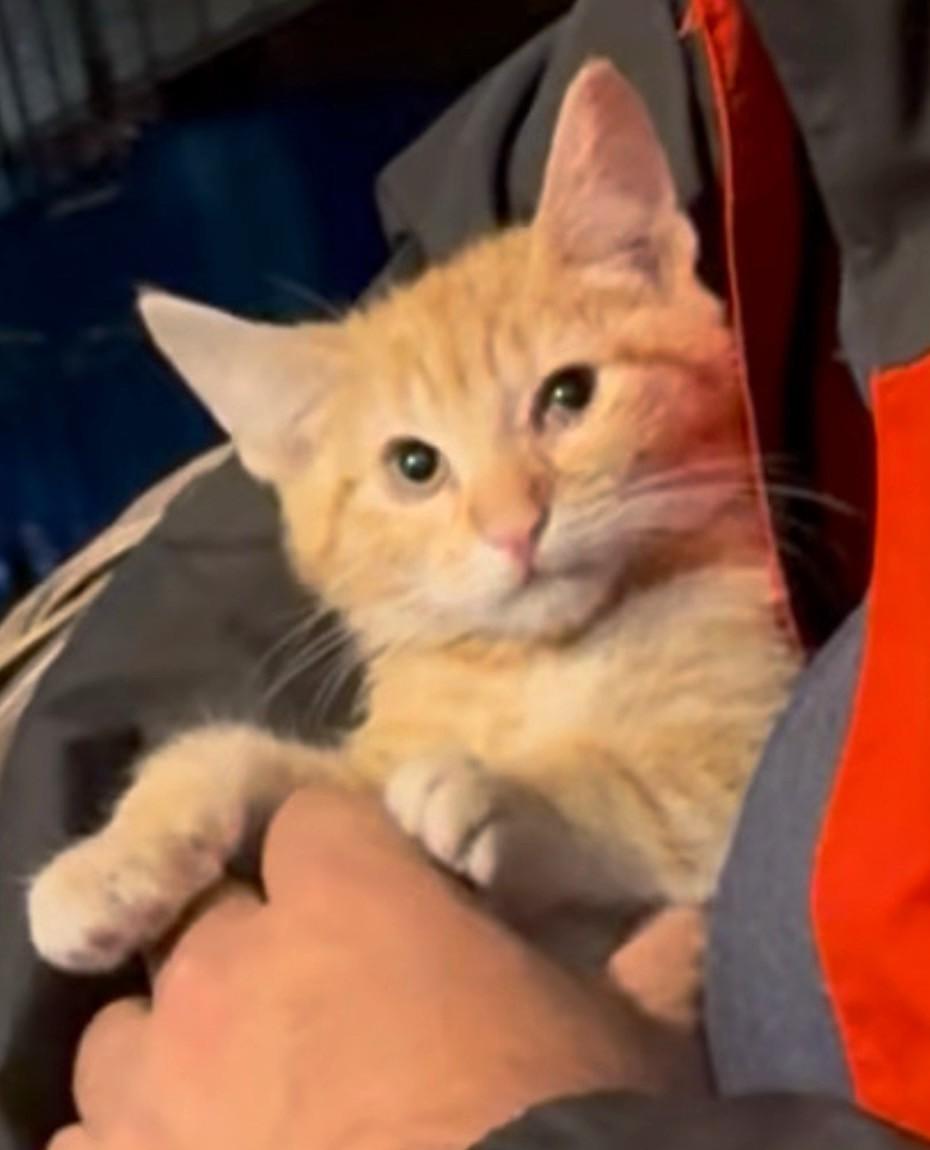 London, a Adoptable Domestic Short Hair in Great Neck, NY image 4/6