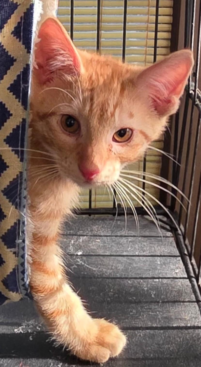 London, a Adoptable Domestic Short Hair in Great Neck, NY image 5/6