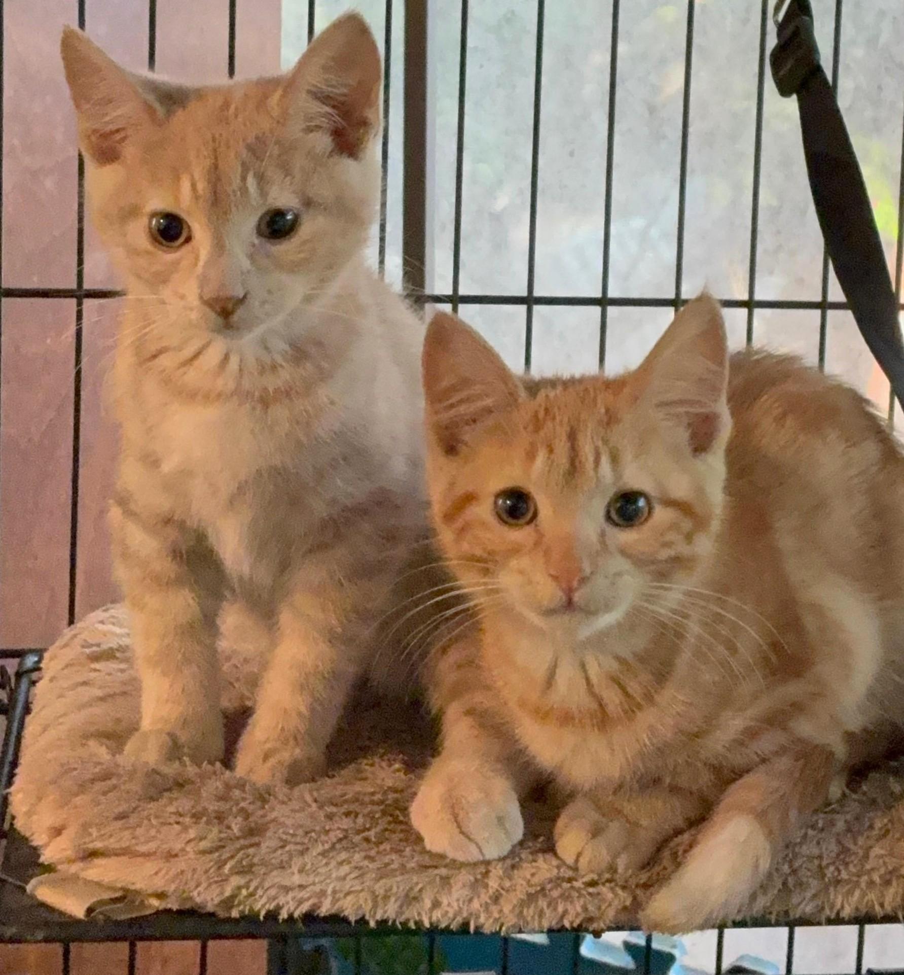 London, Adoptable, Kitten Male Domestic Short Hair.