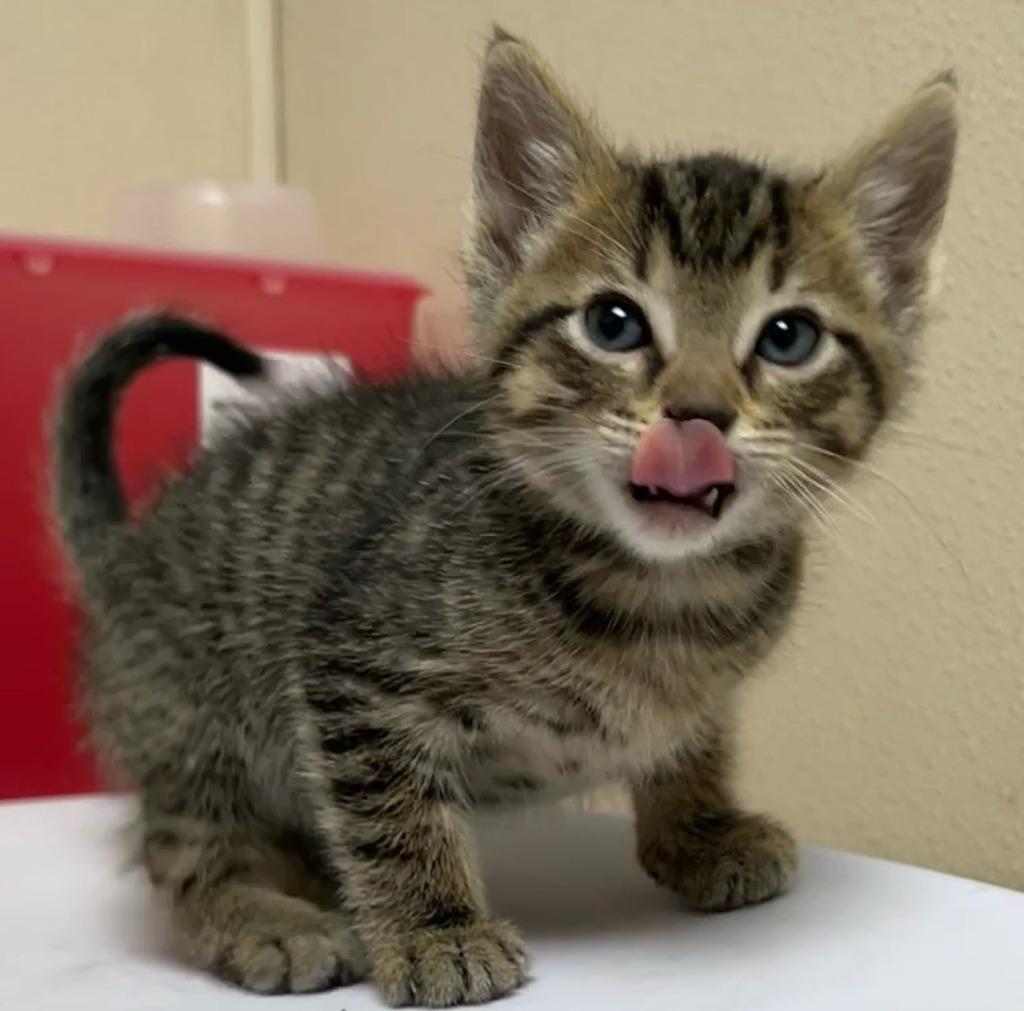 McGriddle, Adoptable, Kitten Male Domestic Short Hair.