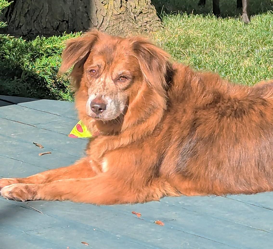 Enlarge Molly (48 lbs), a Adoptable mixed breed in Mississauga, ON image 1/6