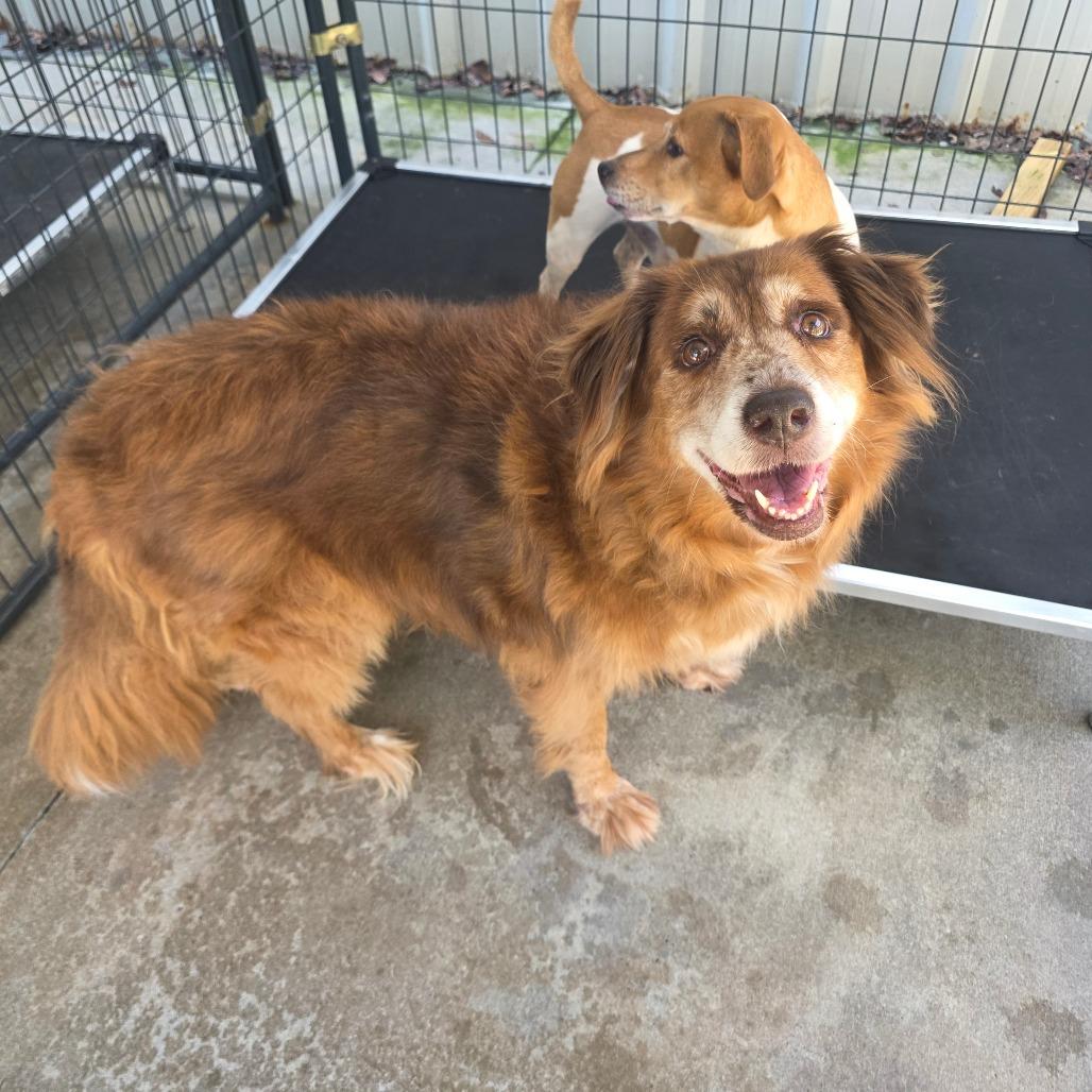 Enlarge Molly (48 lbs), a Adoptable mixed breed in Mississauga, ON image 2/6