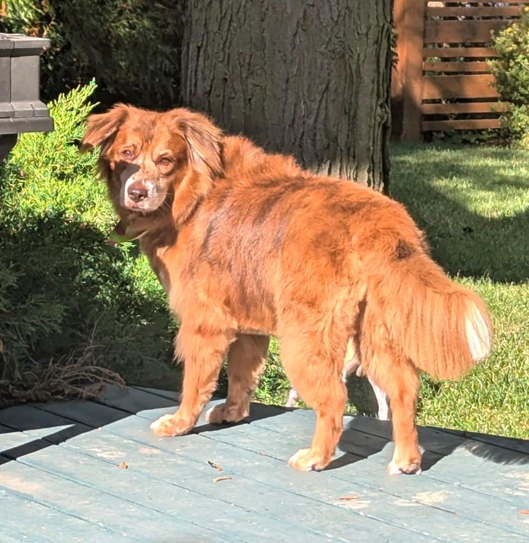Enlarge Molly (48 lbs), a Adoptable mixed breed in Mississauga, ON image 6/6
