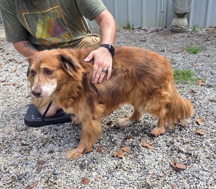 Enlarge Molly (48 lbs), a Adoptable mixed breed in Mississauga, ON image 3/6
