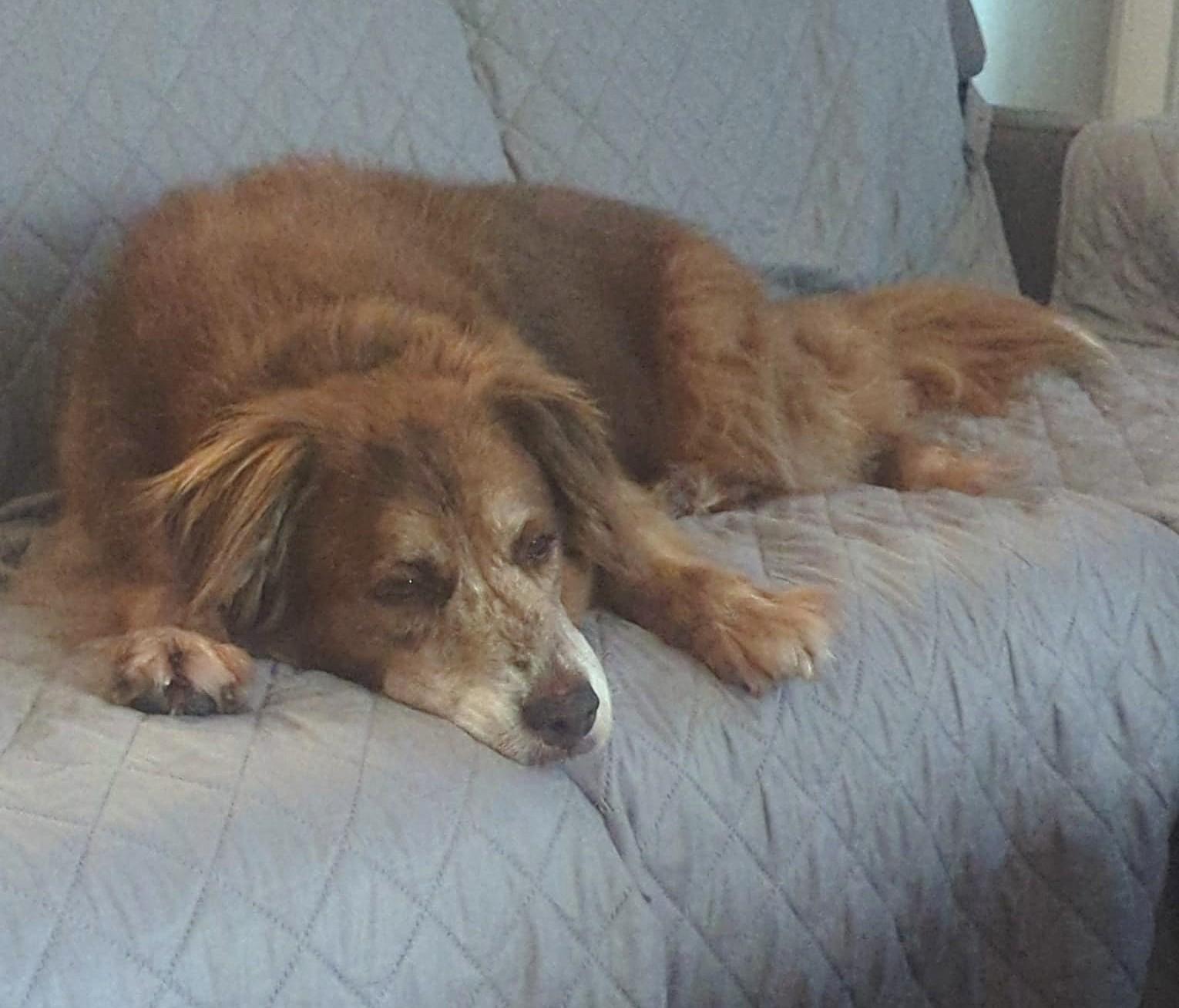 Enlarge Molly (48 lbs), a Adoptable mixed breed in Mississauga, ON image 5/6