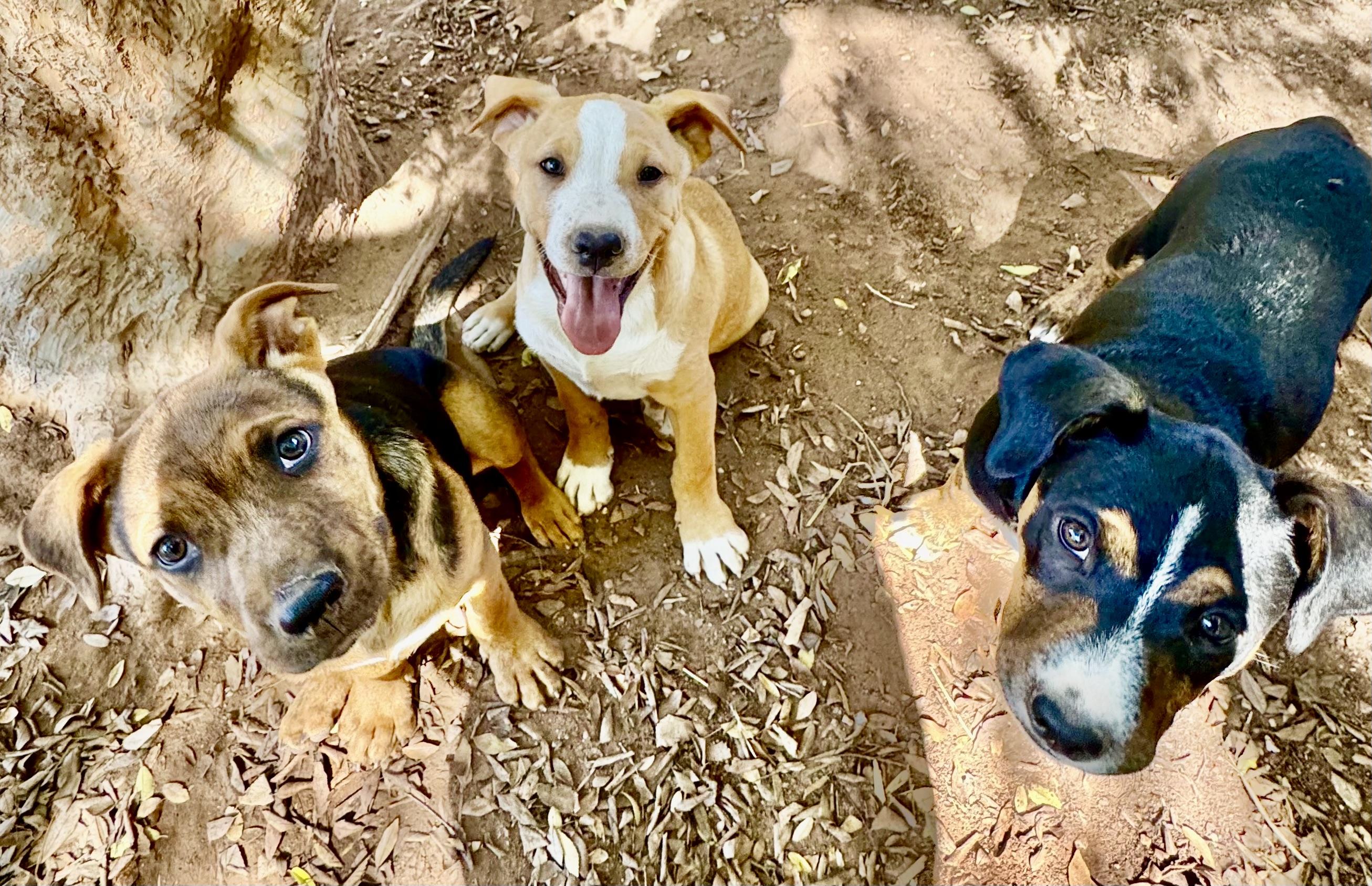 PUPPIES PIT/HOUND/HEELER MIX, a Adoptable mixed breed in Thousand Oaks, CA image 2/6