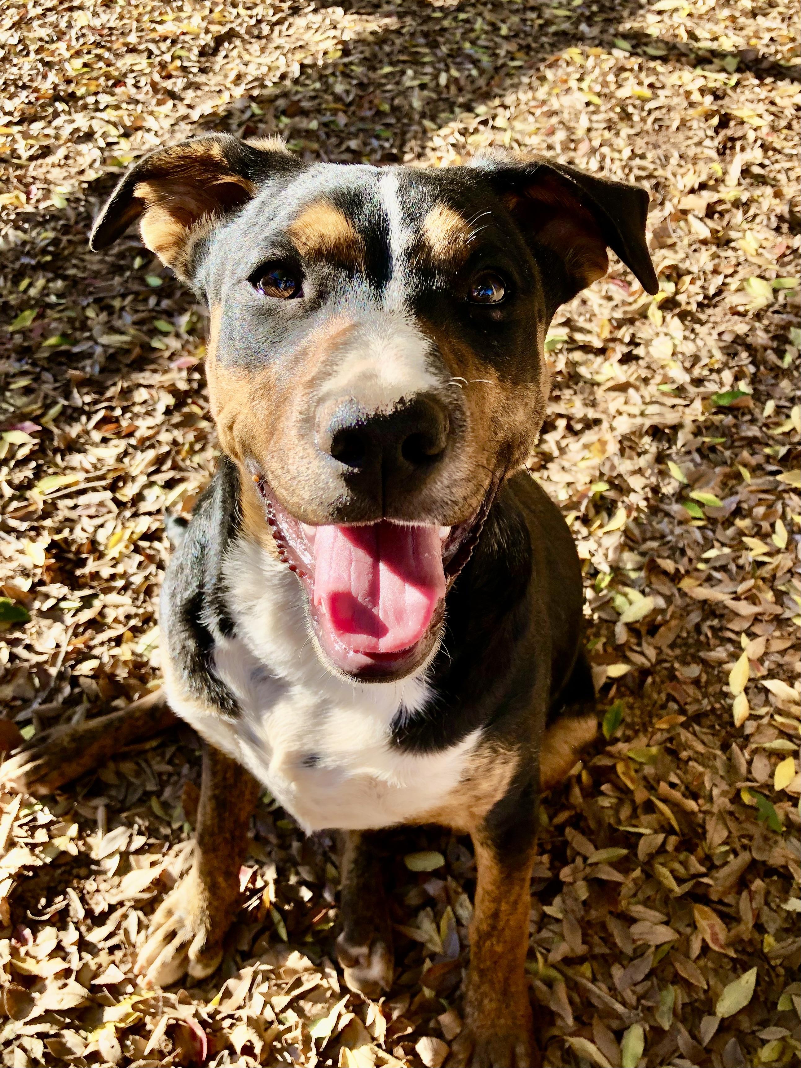 Enlarge PUPPY RACHEL (PIT BULL, SHEPHERD, HEINZ 57 MIX), a Adoptable mixed breed in Thousand Oaks, CA image 2/6