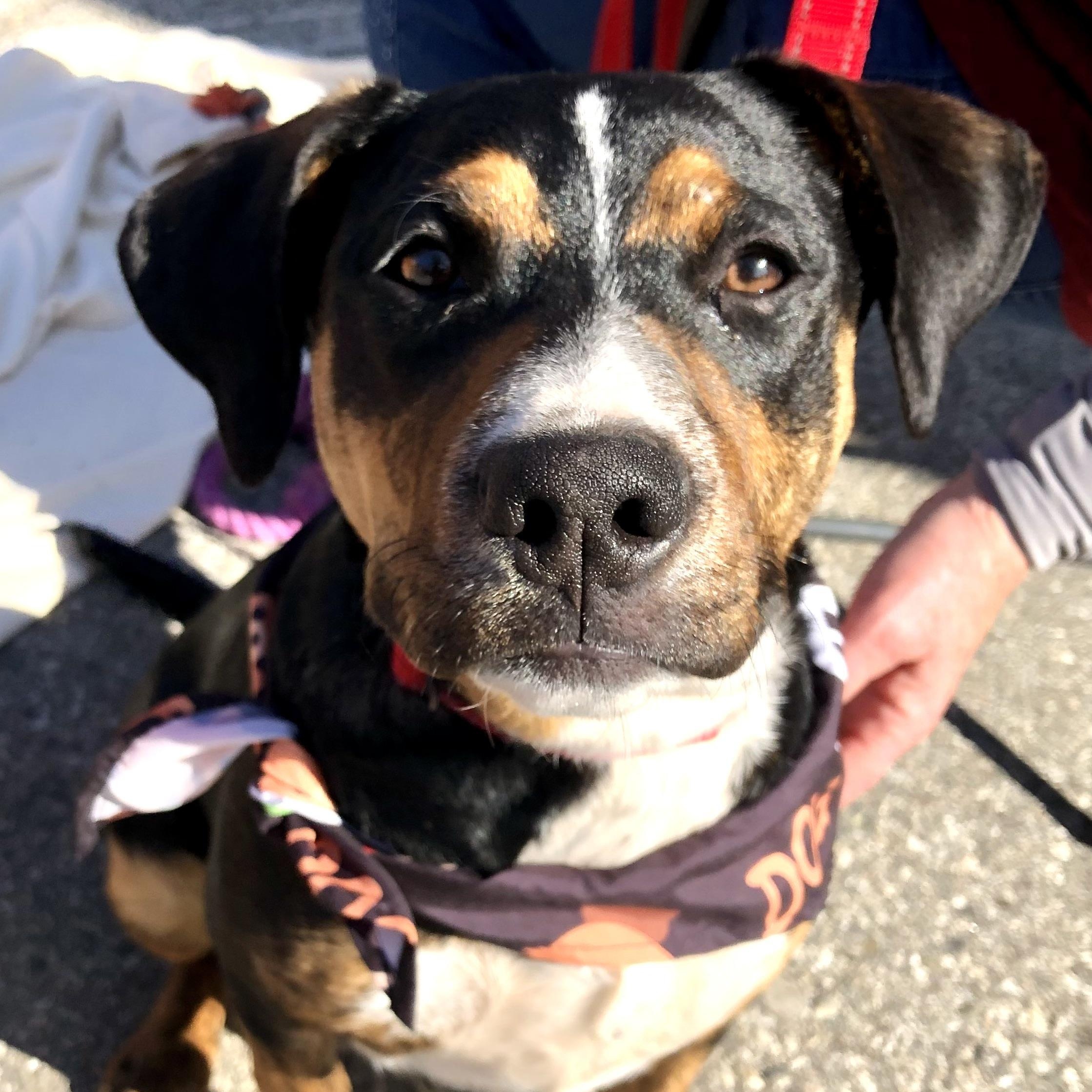 PUPPY RACHEL (PIT BULL, SHEPHERD, HEINZ 57 MIX), Adoptable, Puppy Female Pit Bull Terrier & Shepherd.