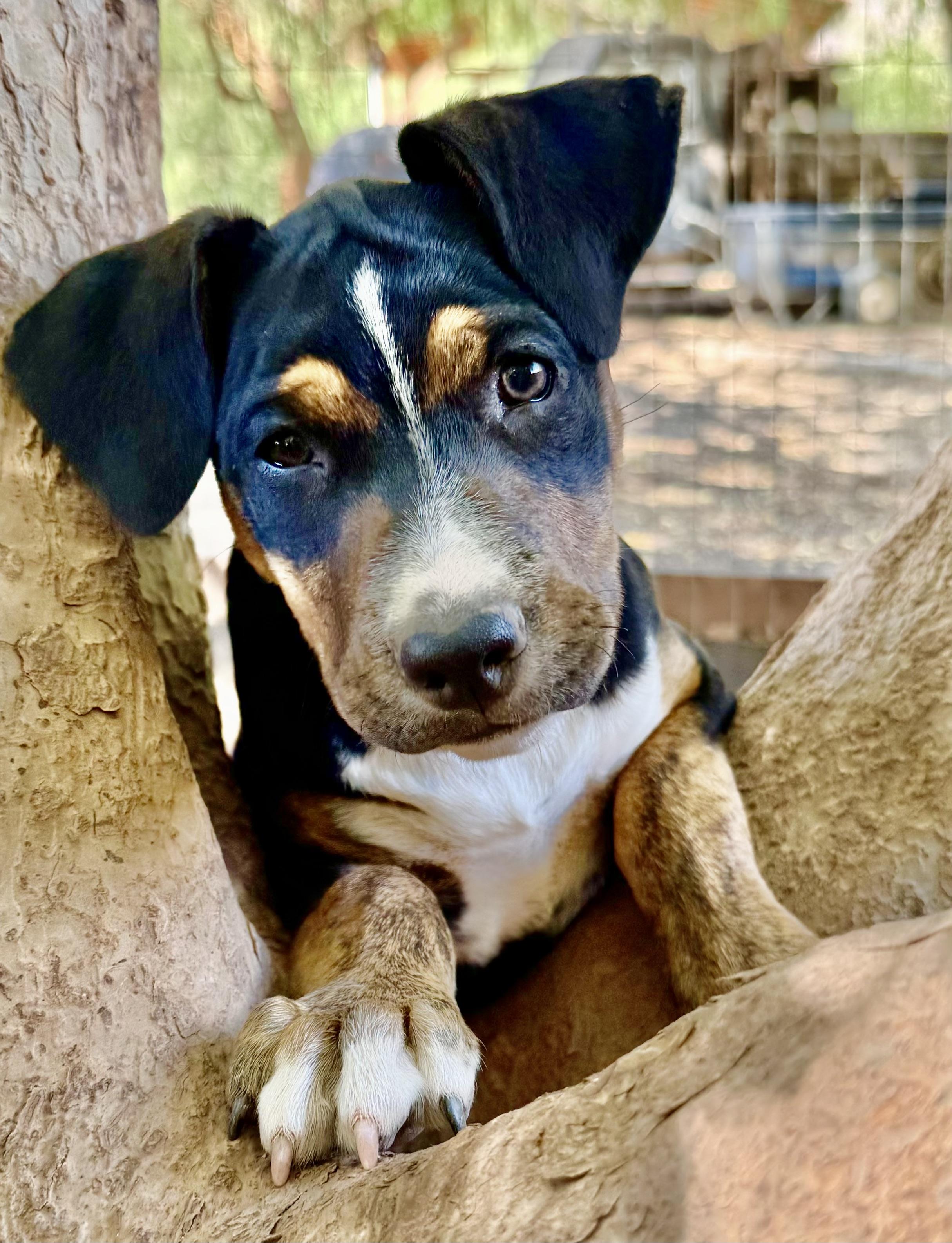 PUPPIES PIT/HOUND/HEELER MIX, a Adoptable mixed breed in Thousand Oaks, CA image 1/6
