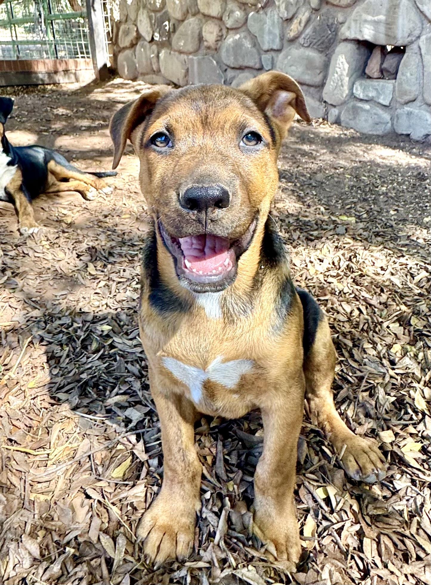 PUPPIES PIT/HOUND/HEELER MIX, a Adoptable mixed breed in Thousand Oaks, CA image 3/6