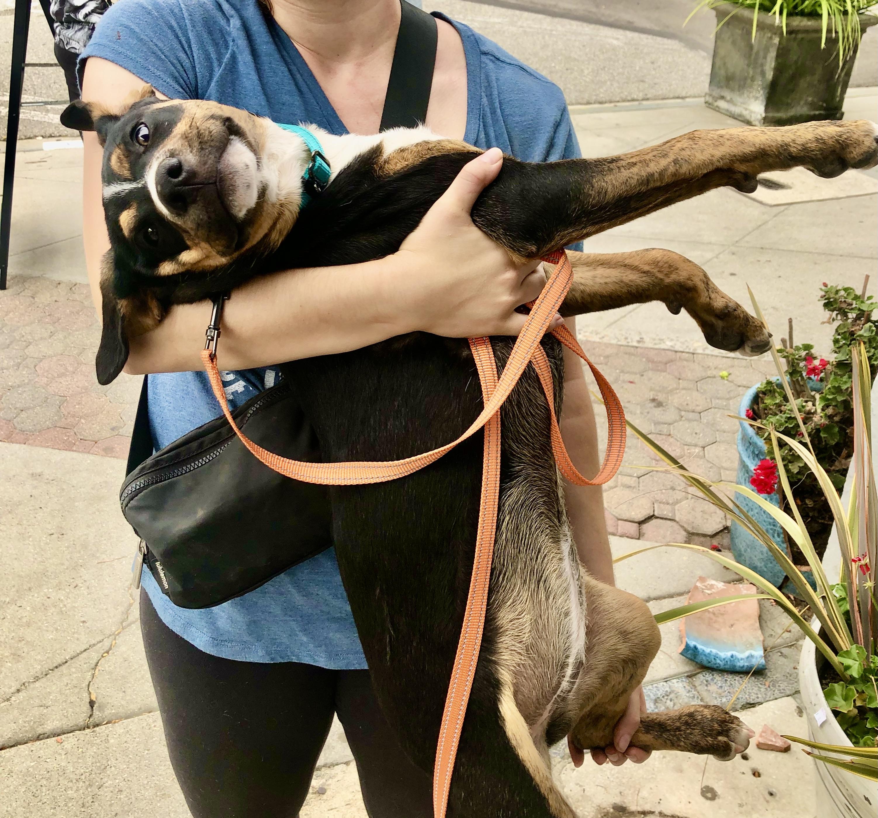 Enlarge PUPPY RACHEL (PIT BULL, SHEPHERD, HEINZ 57 MIX), a Adoptable mixed breed in Thousand Oaks, CA image 6/6