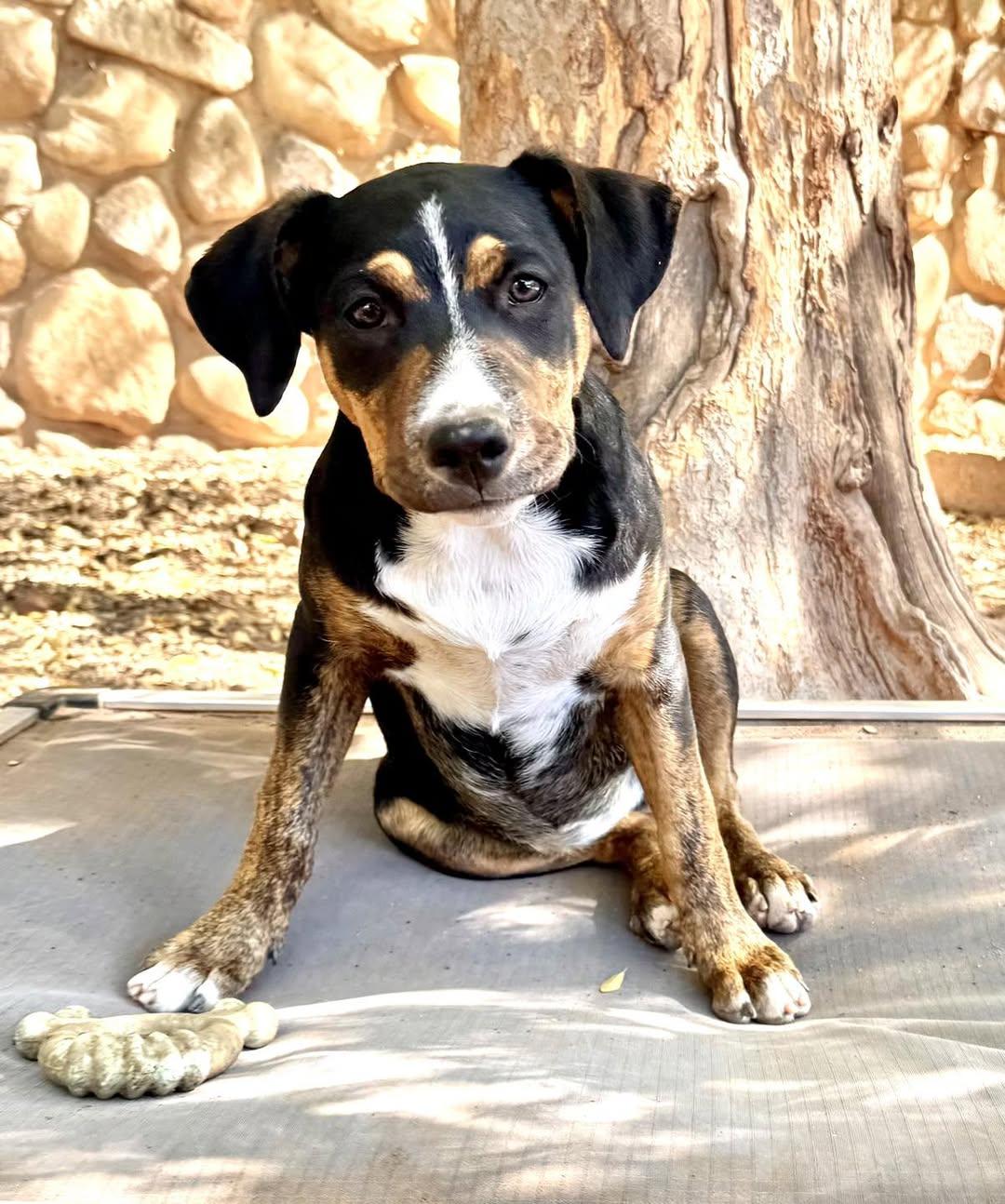Enlarge PUPPY RACHEL (PIT BULL, SHEPHERD, HEINZ 57 MIX), a Adoptable mixed breed in Thousand Oaks, CA image 3/6
