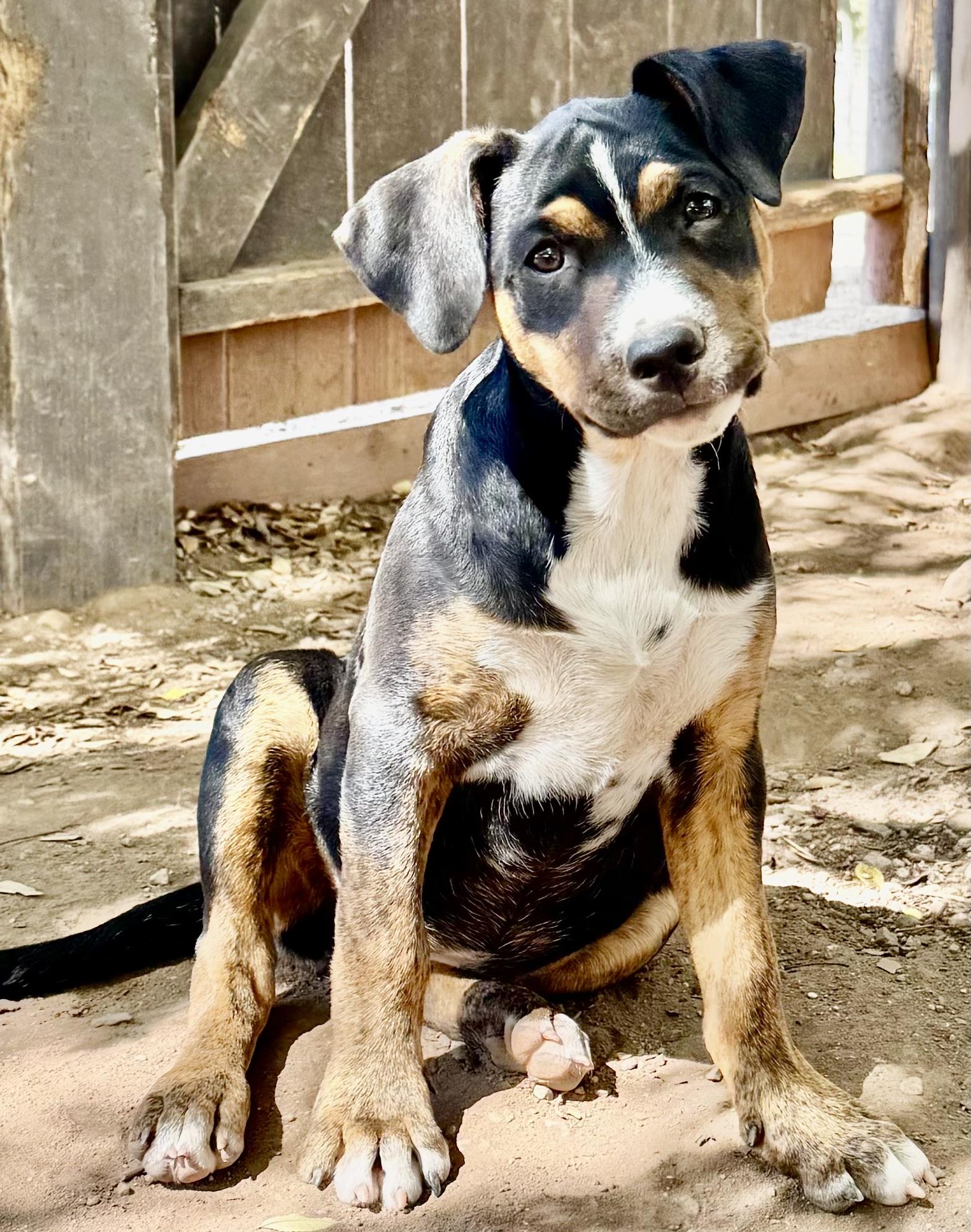 PUPPIES PIT/HOUND/HEELER MIX, a Adoptable mixed breed in Thousand Oaks, CA image 6/6