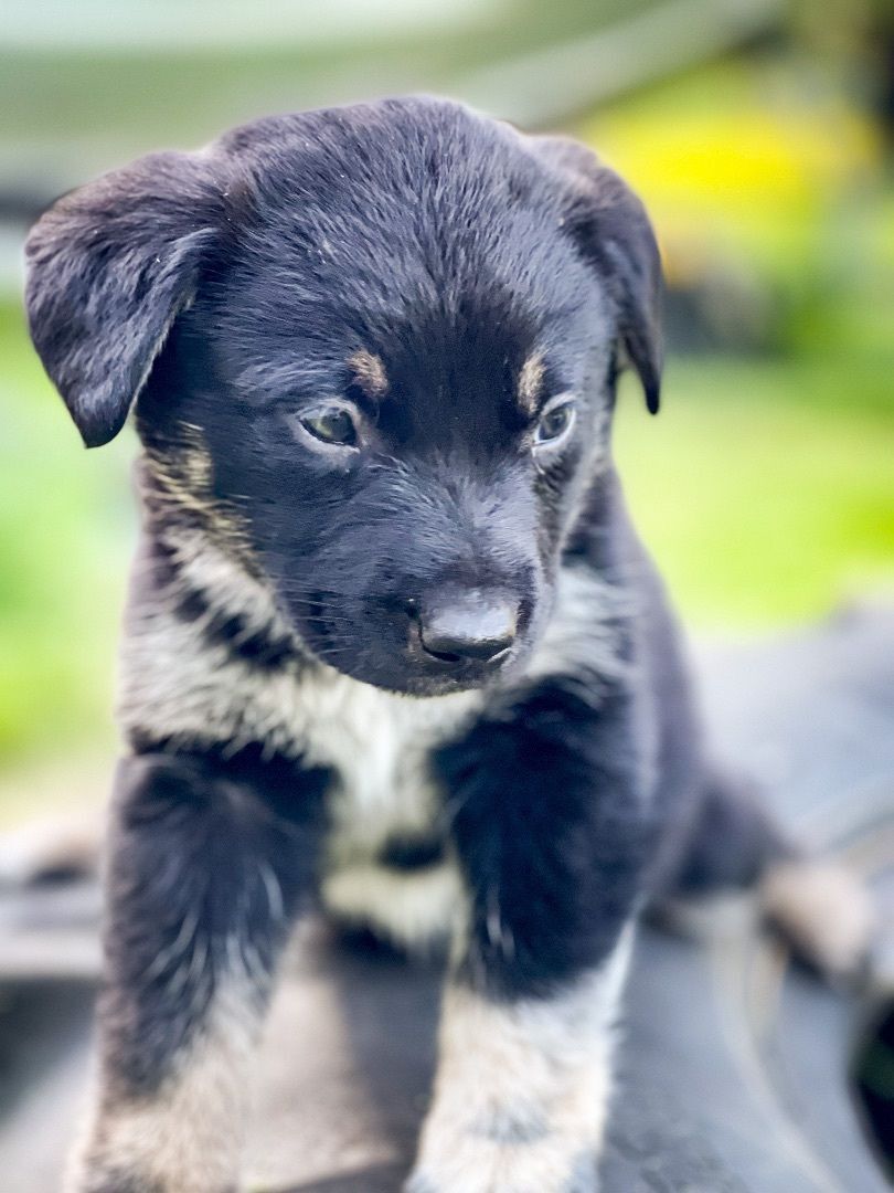 Ozzie, Adopted, Puppy Male Catahoula Leopard Dog & Australian Cattle Dog / Blue Heeler.