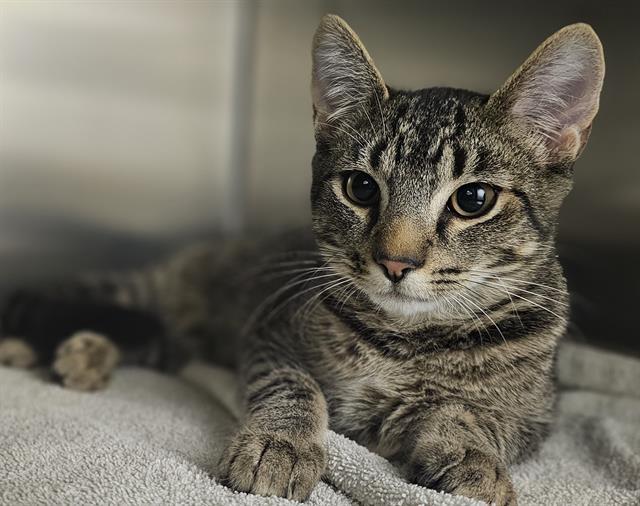 HAWK*, Adoptable, Young Male Domestic Short Hair.