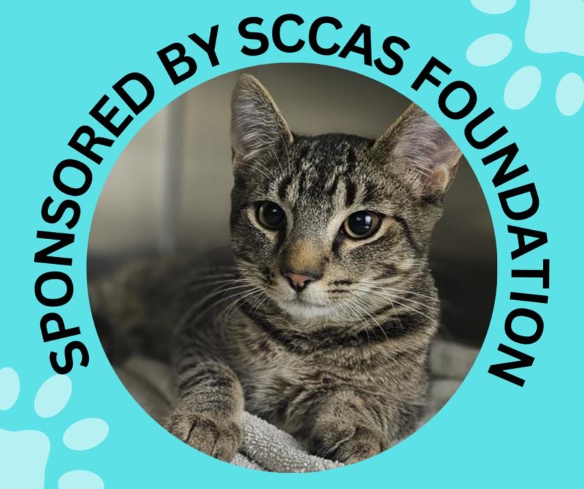 HAWK*, Adoptable, Young Male Domestic Short Hair.