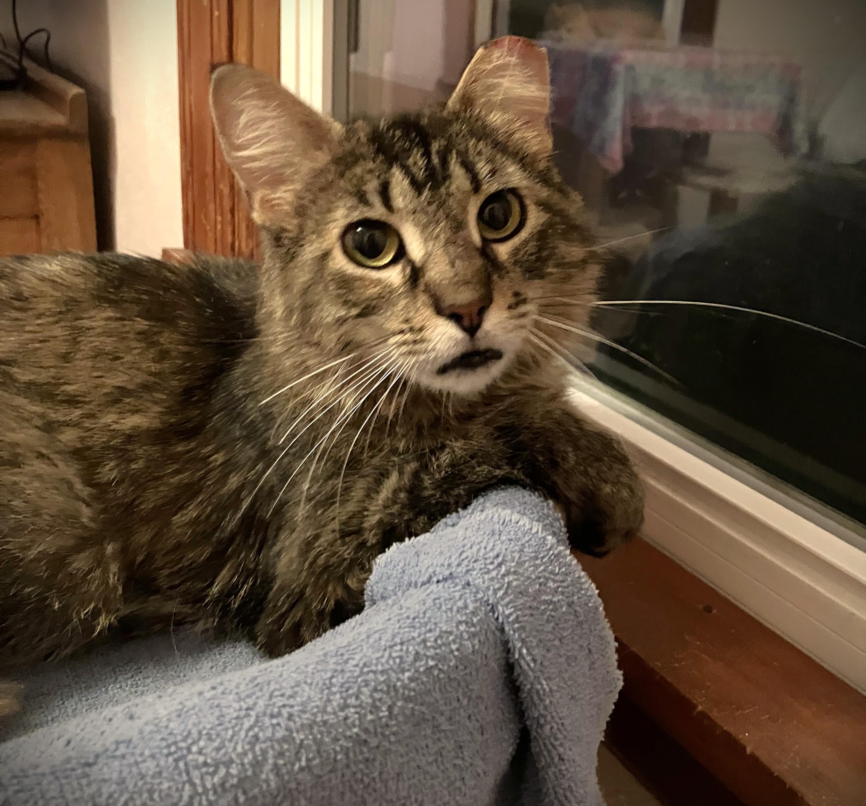 VADA, a ADOPTABLE Domestic Medium Hair in Mankato, MN image 4/5