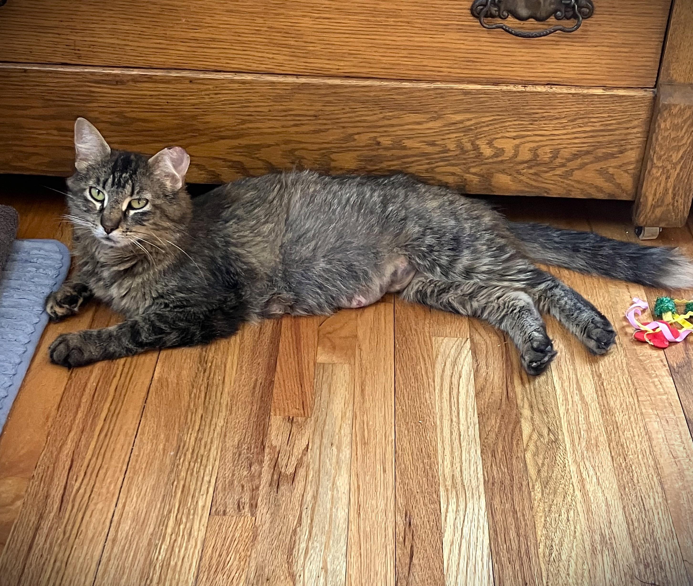 VADA, a ADOPTABLE Domestic Medium Hair in Mankato, MN image 5/5