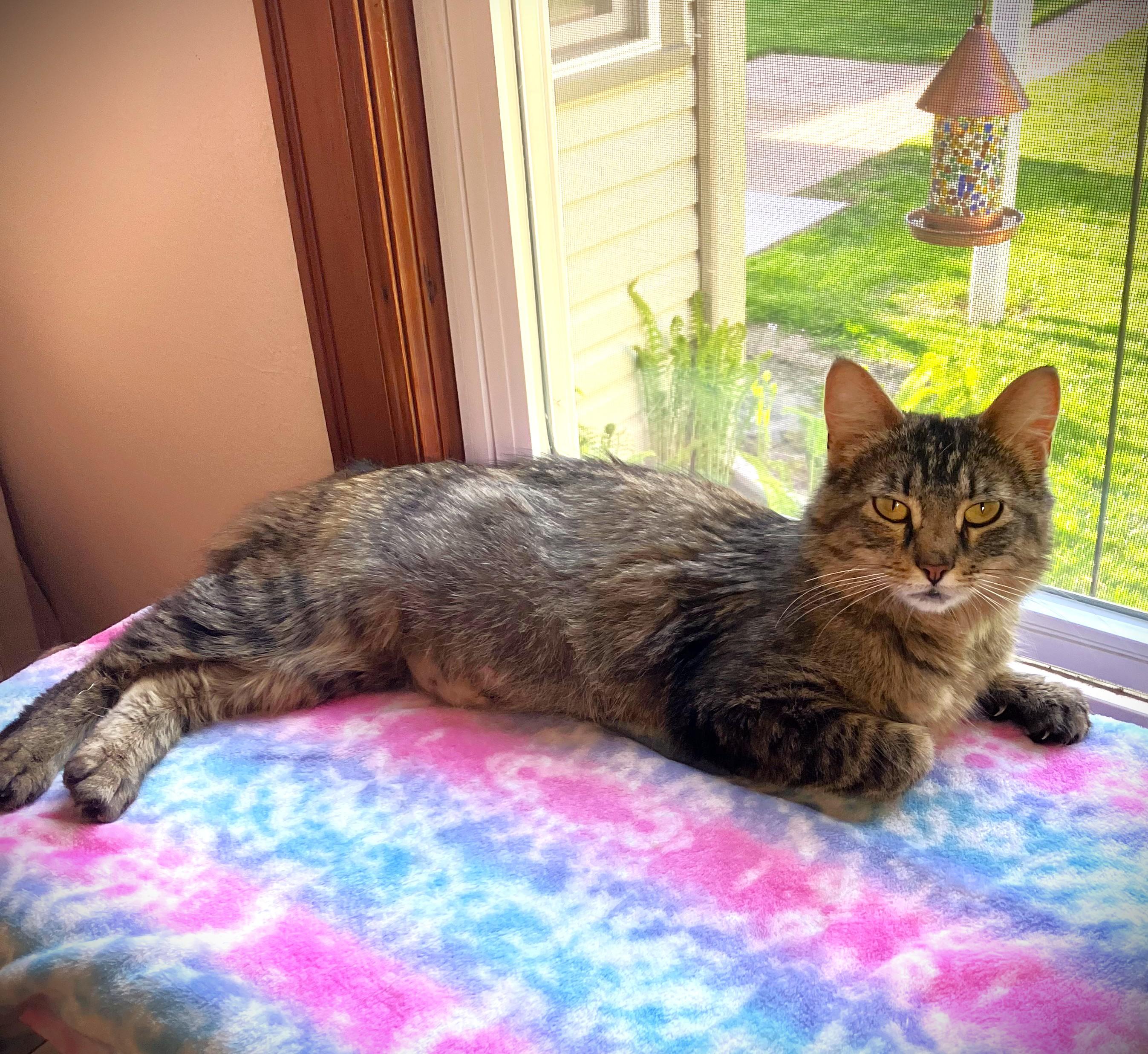 VADA, a ADOPTABLE Domestic Medium Hair in Mankato, MN image 2/5